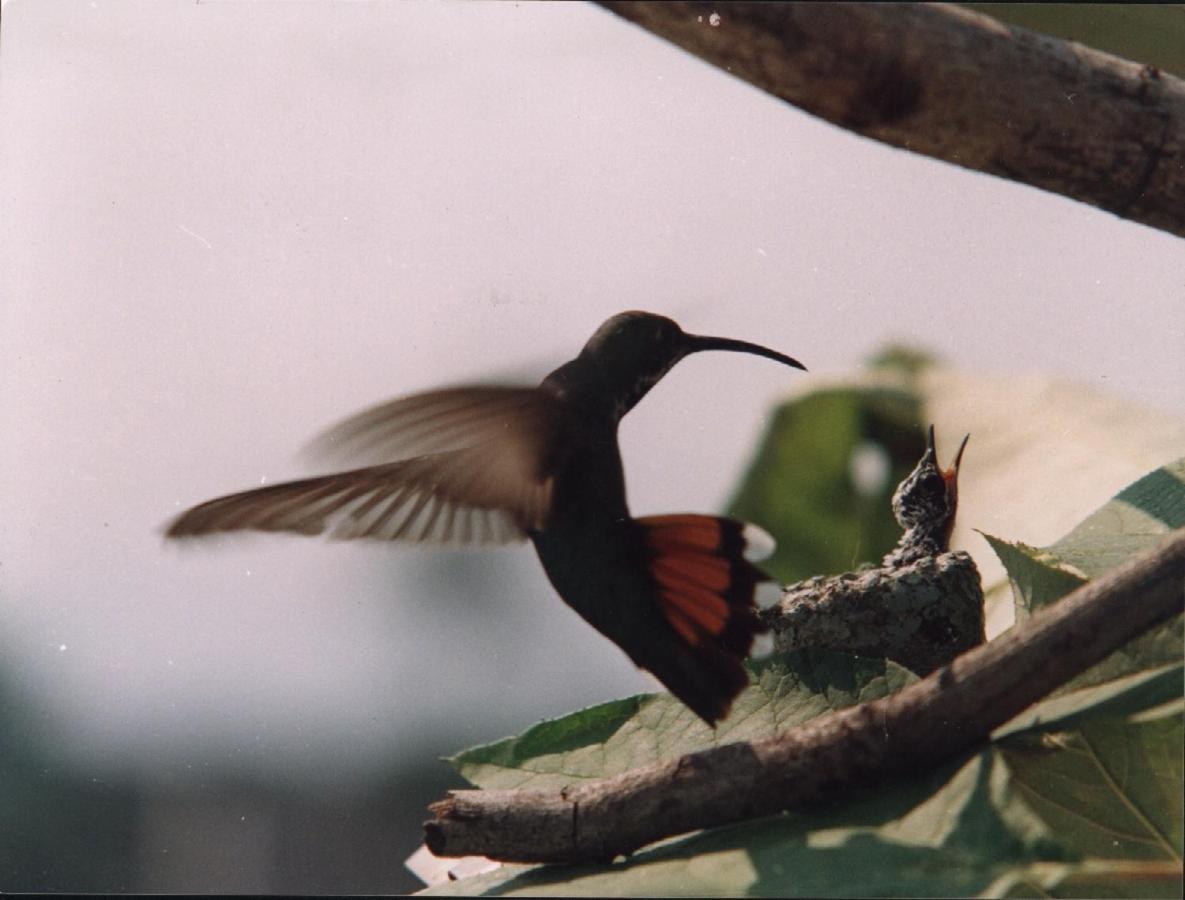 Photo 45