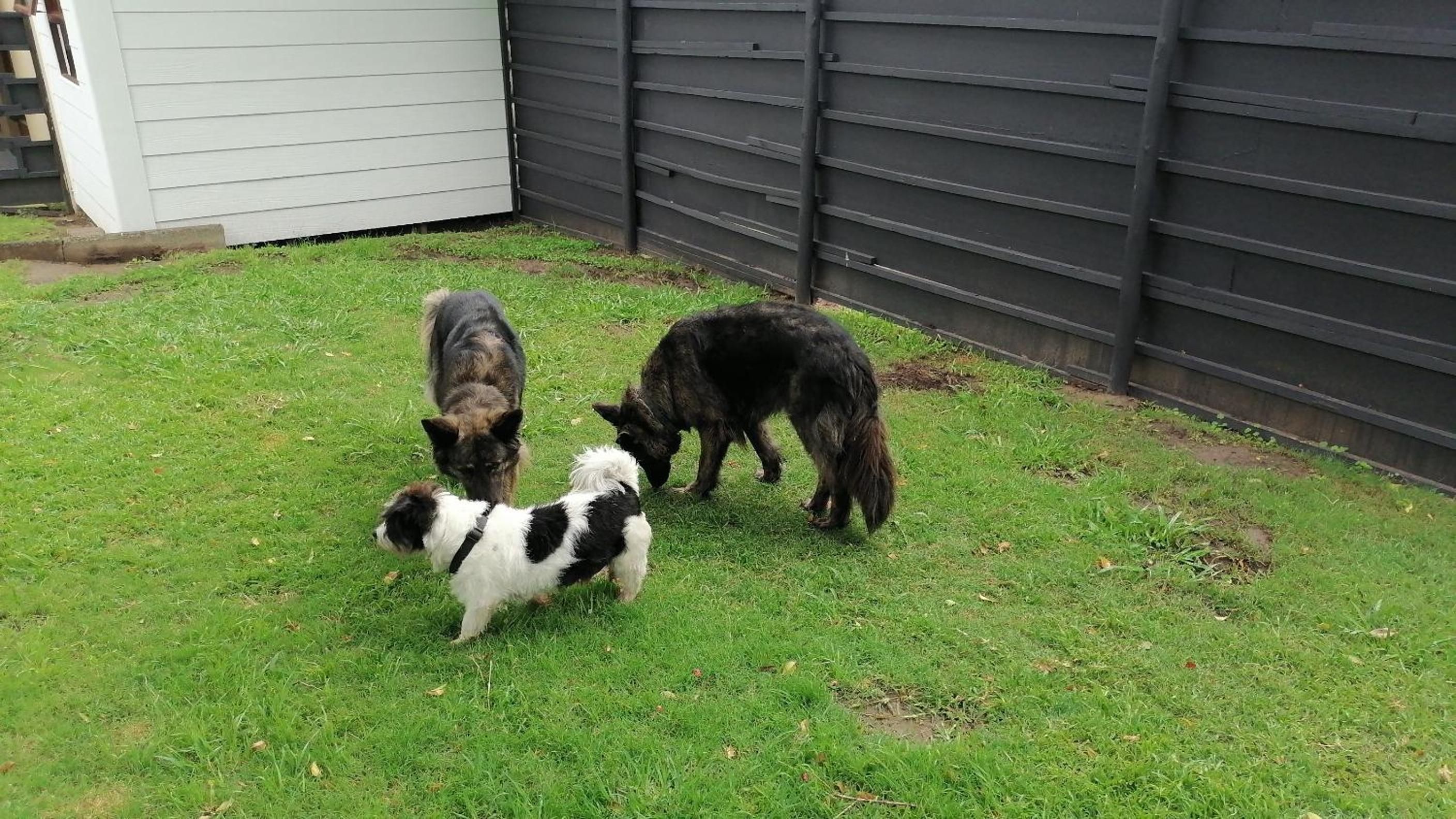 Photo 44