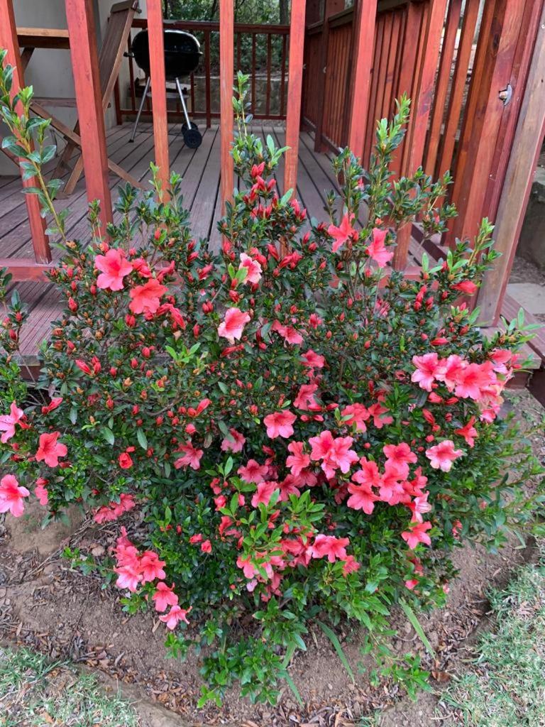 Photo 31