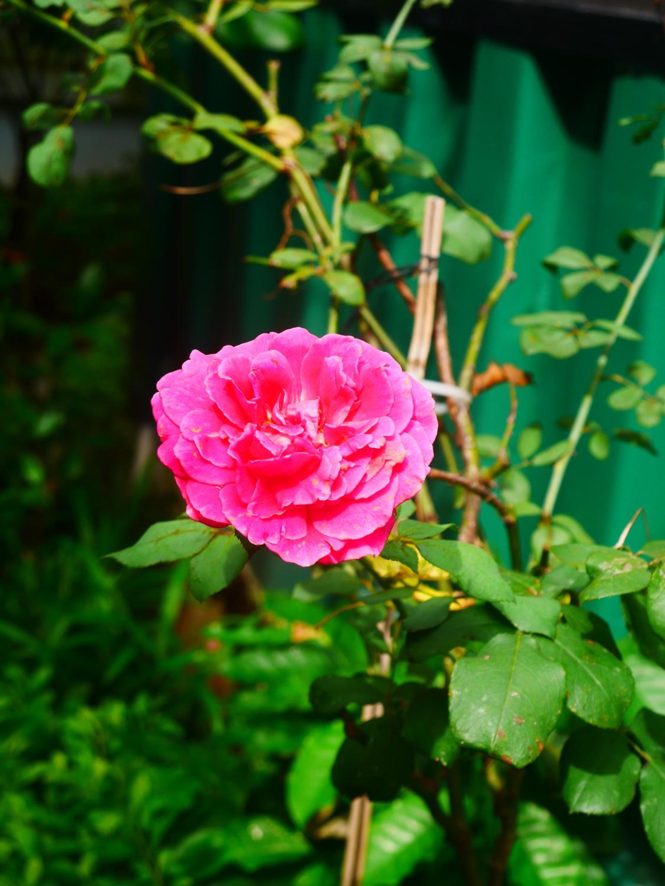 Photo 20