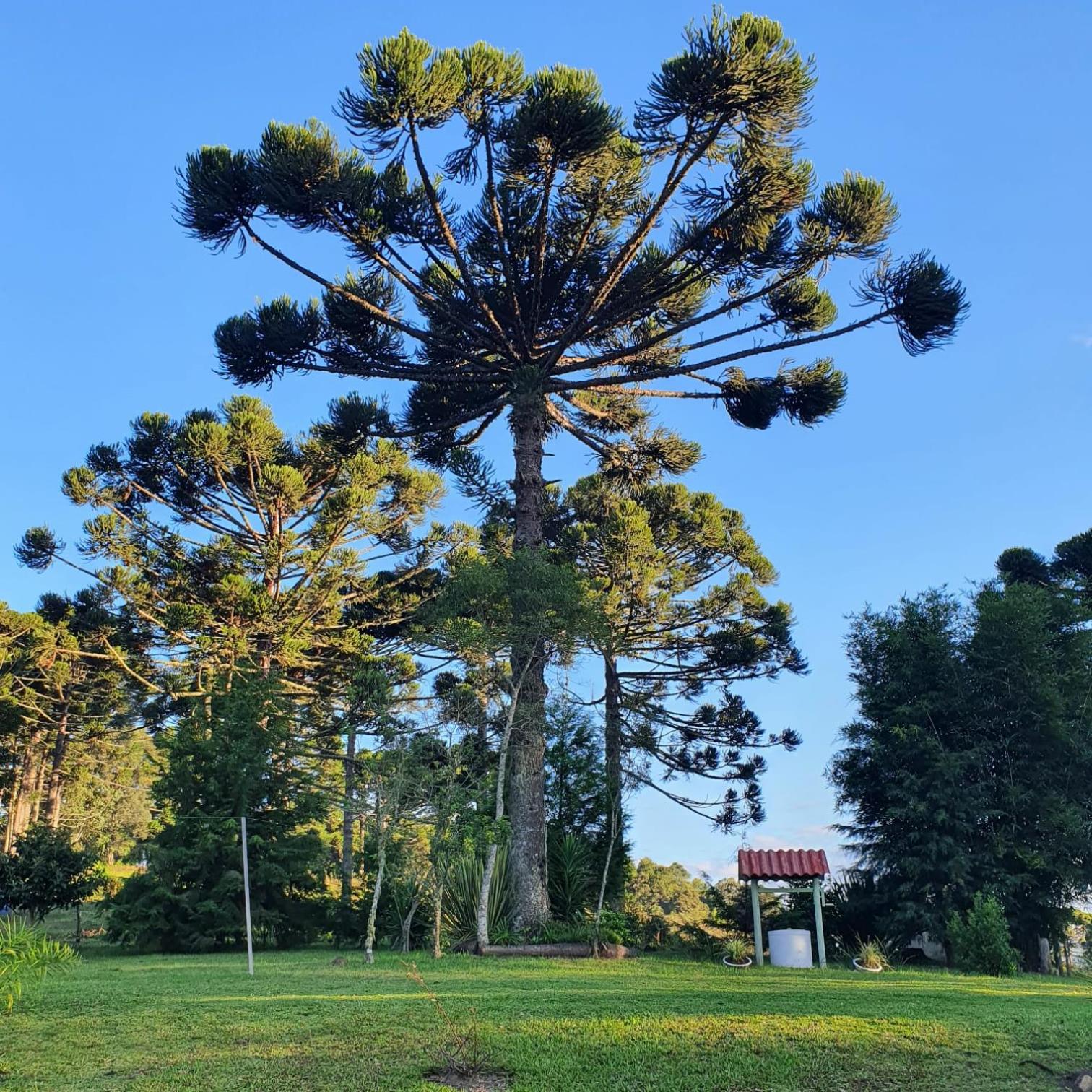 Pousada Recanto Das Araucárias