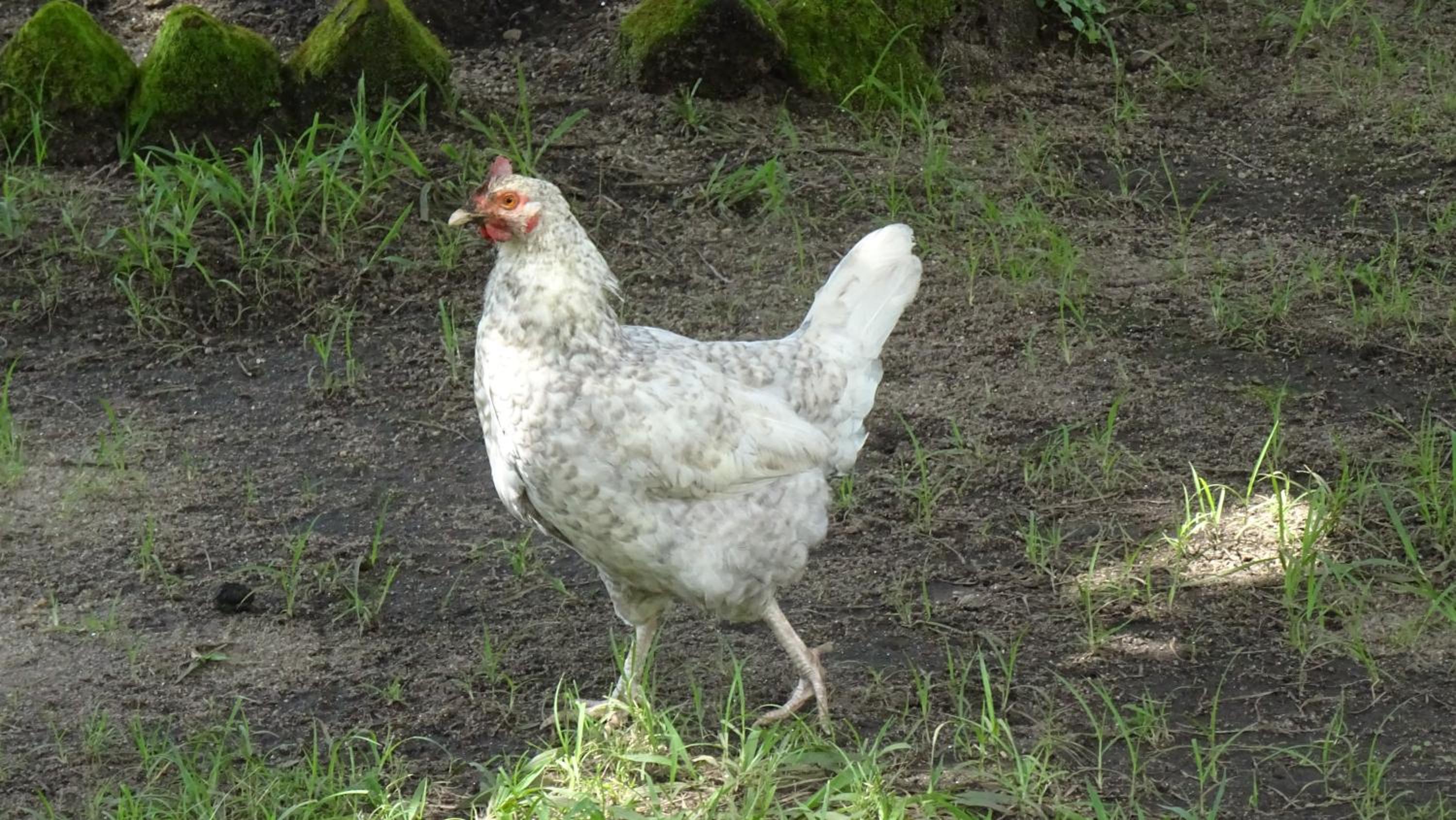 Kivu Beach Garden, photo 29