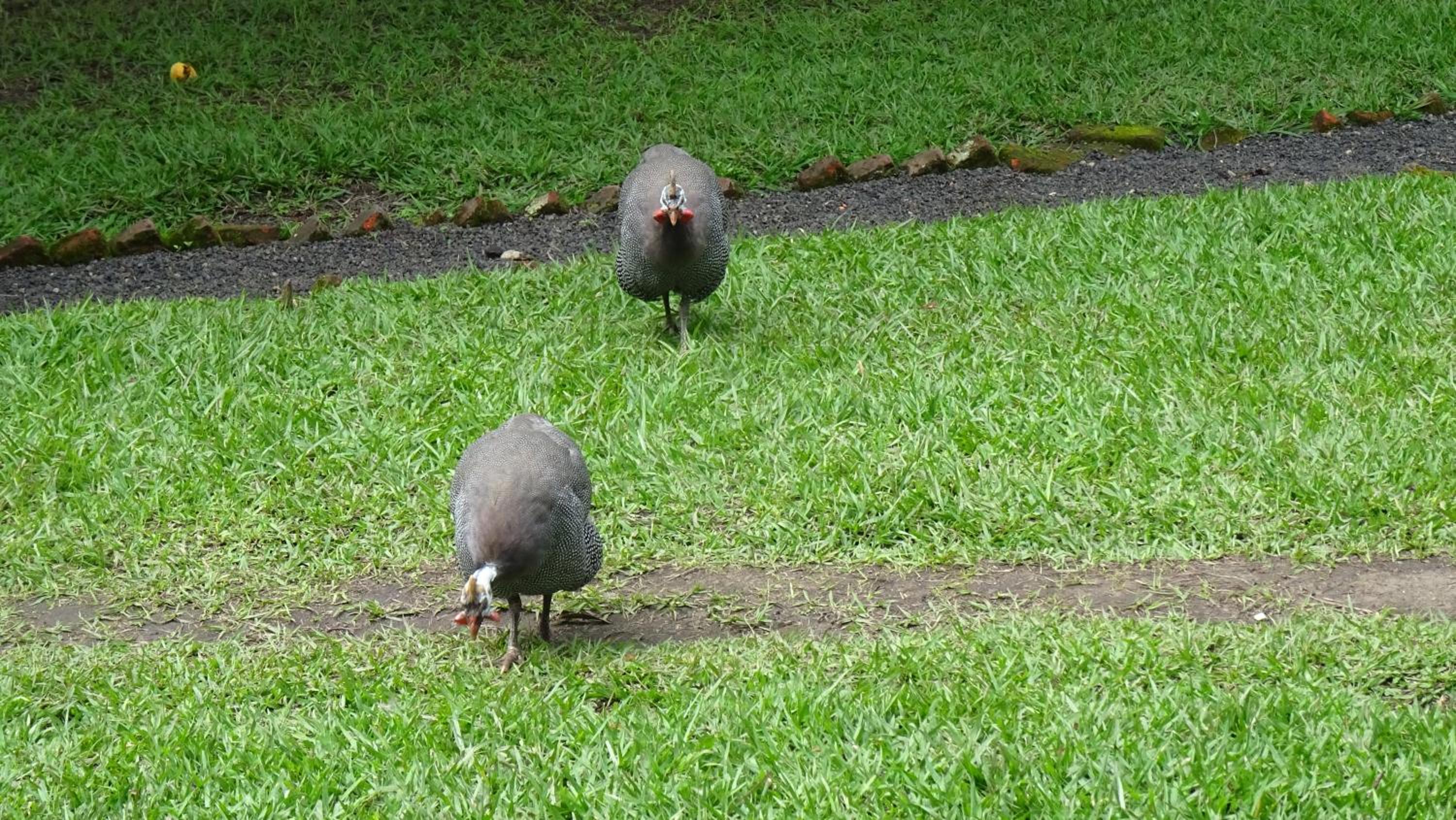 Kivu Beach Garden, photo 73
