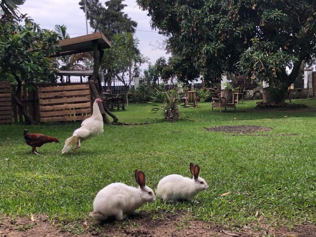 Kivu Beach Garden, photo 12