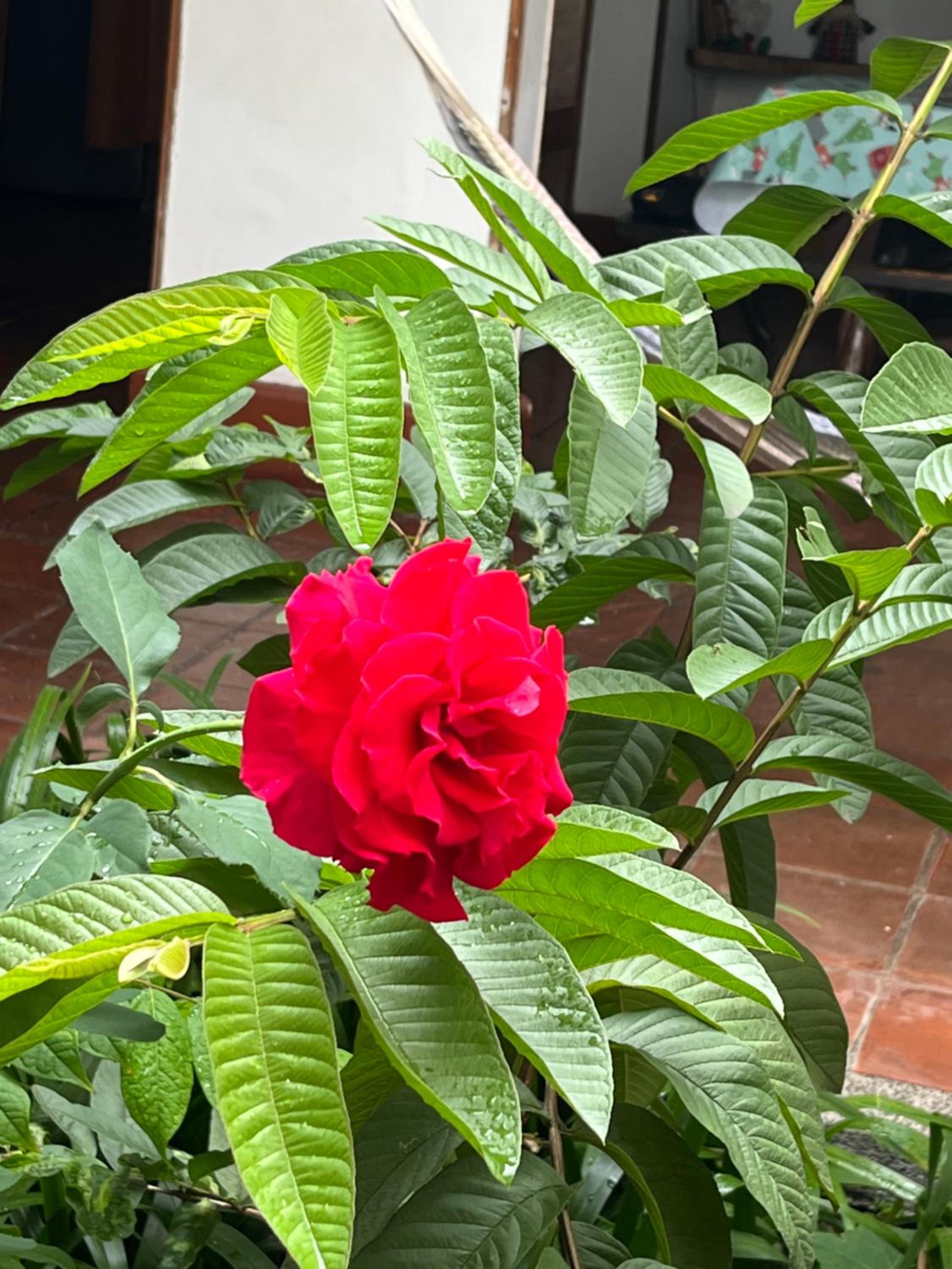 Hotel Colonial Palmira - Property Image 14