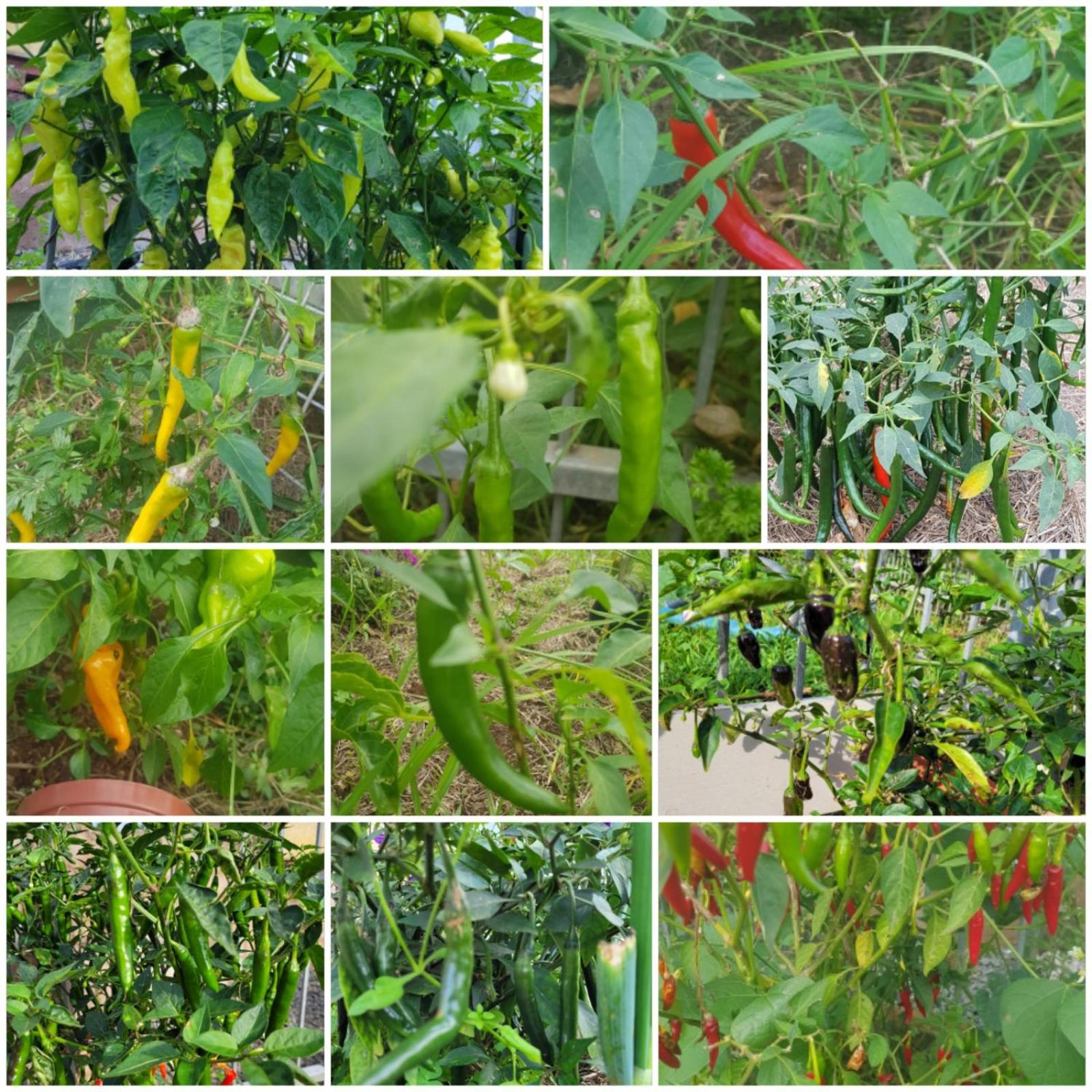 ReRooted Permaculture Farmstay