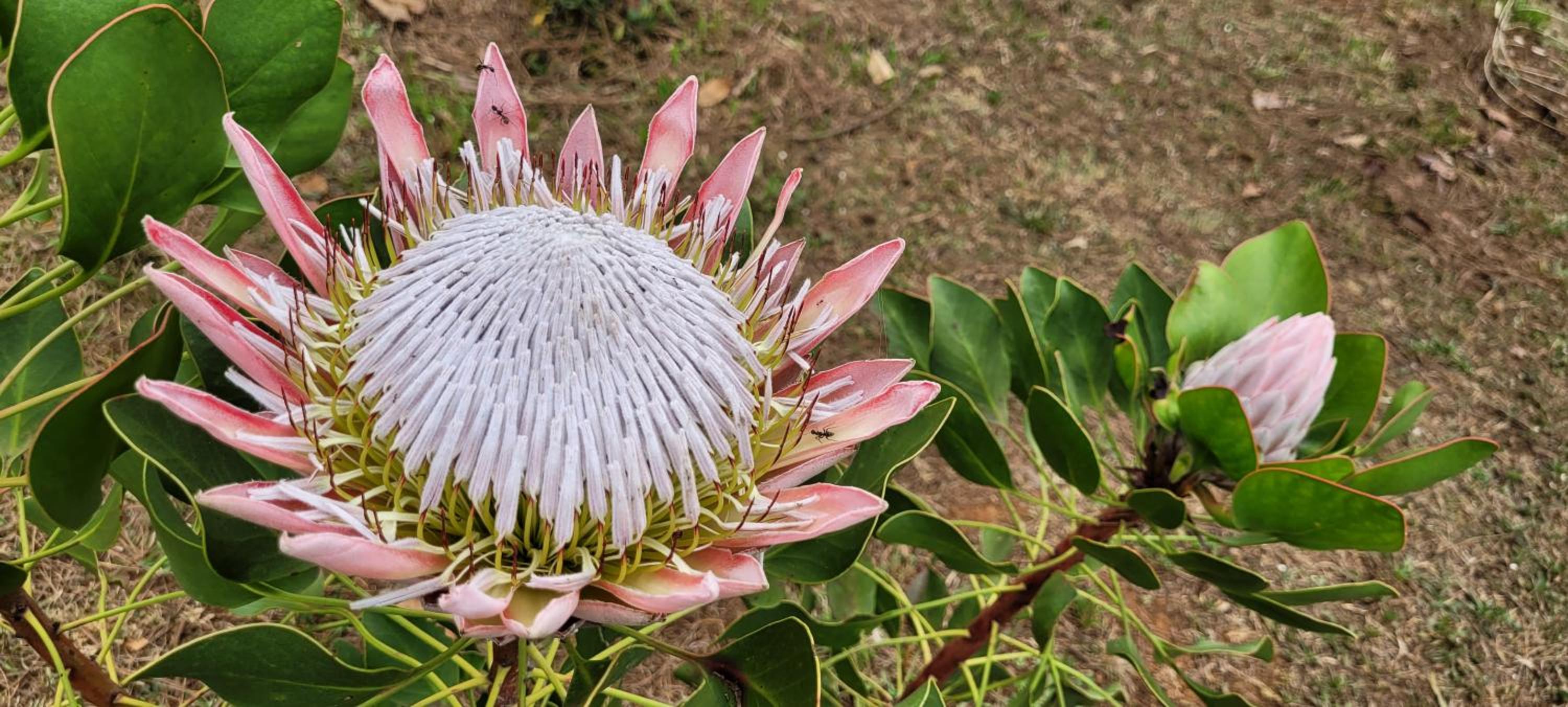 ReRooted Permaculture Farmstay