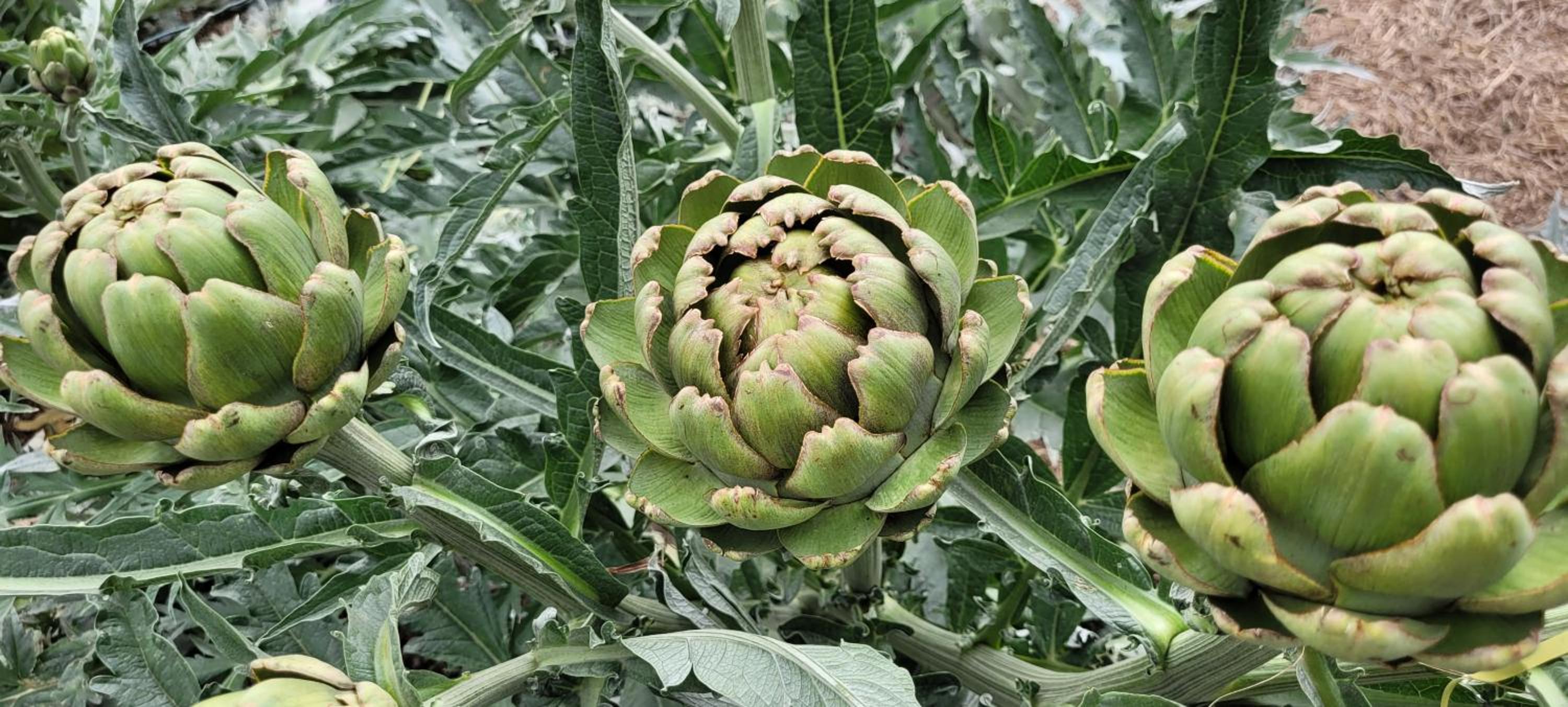ReRooted Permaculture Farmstay