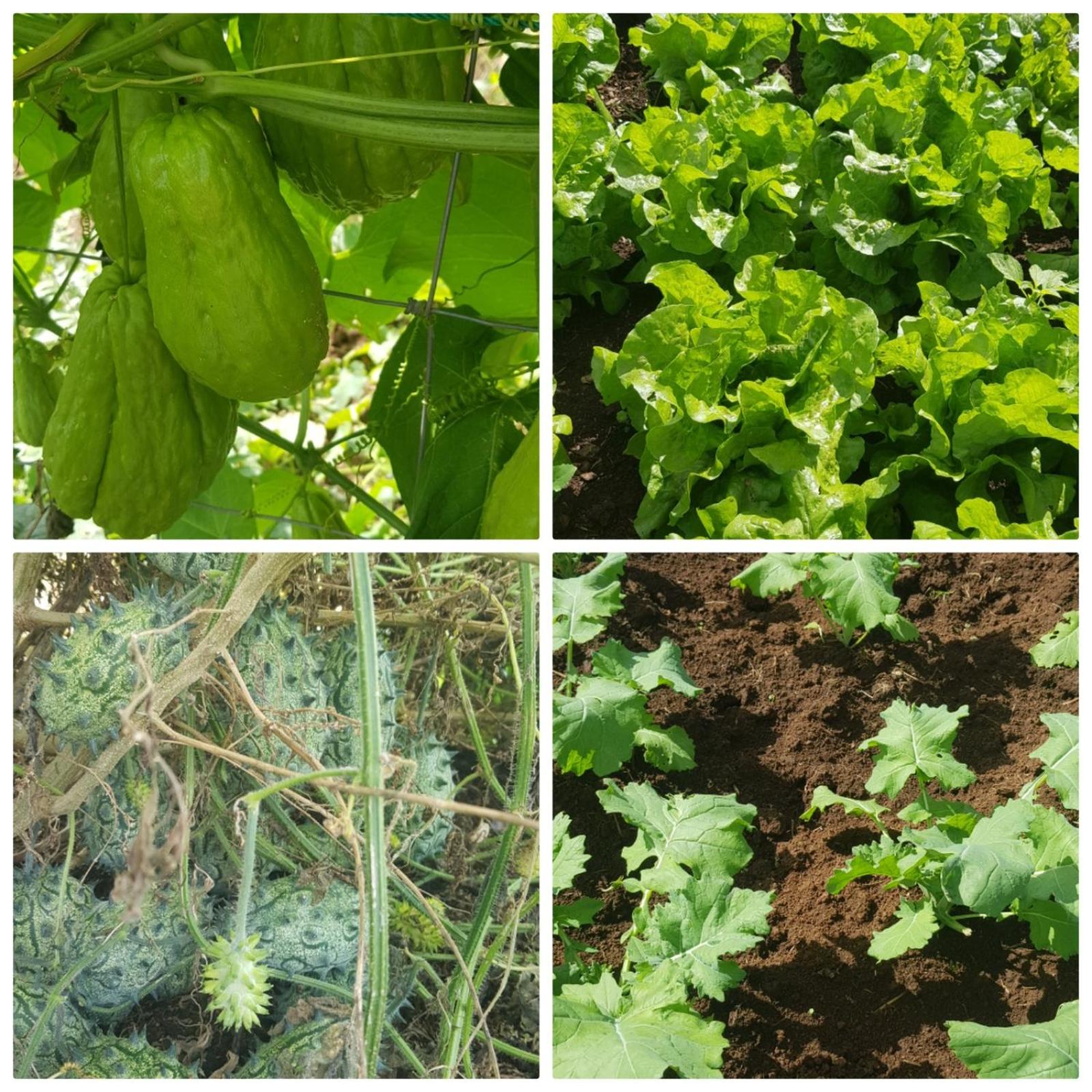 ReRooted Permaculture Farmstay
