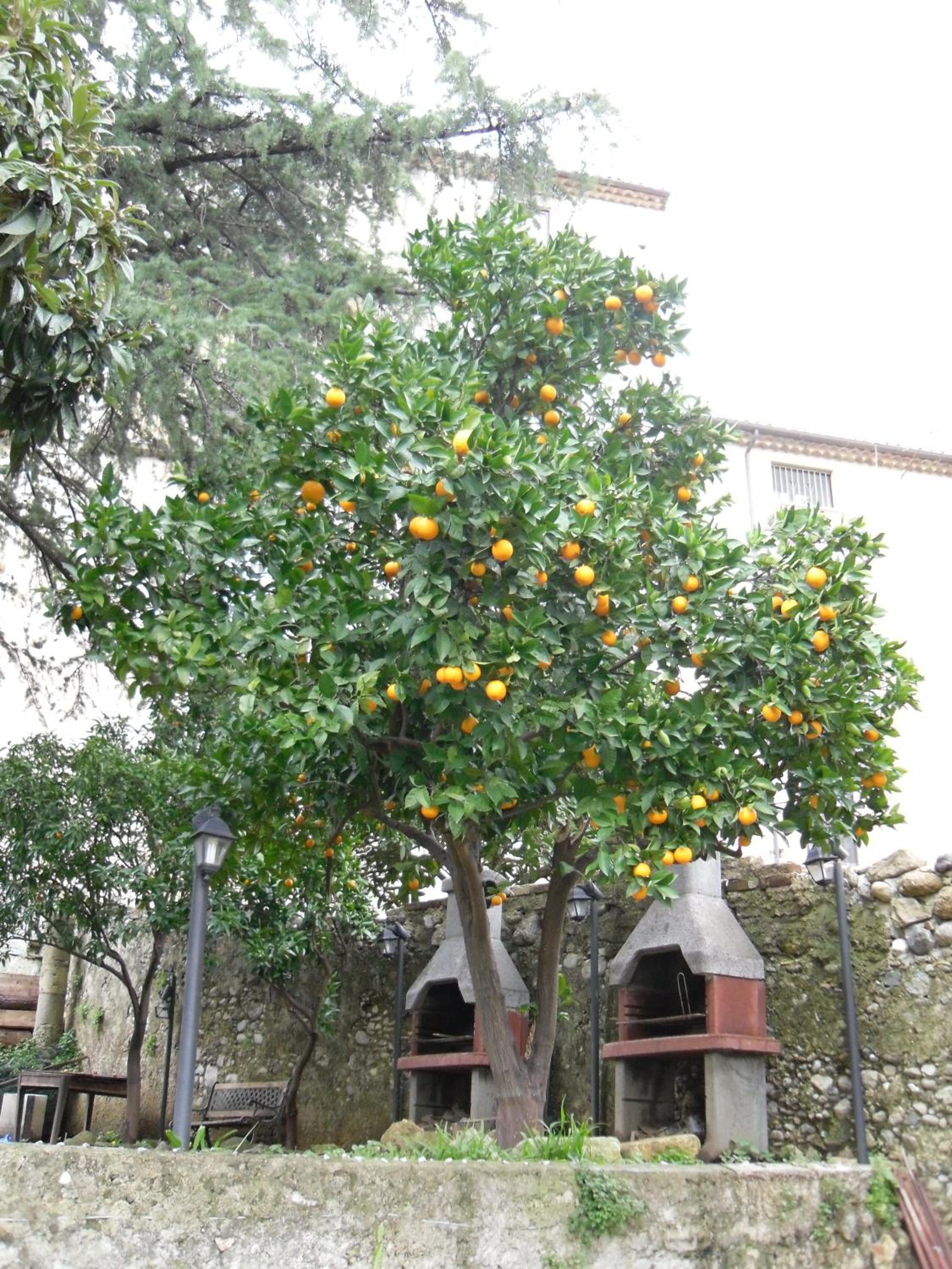 Old Garden