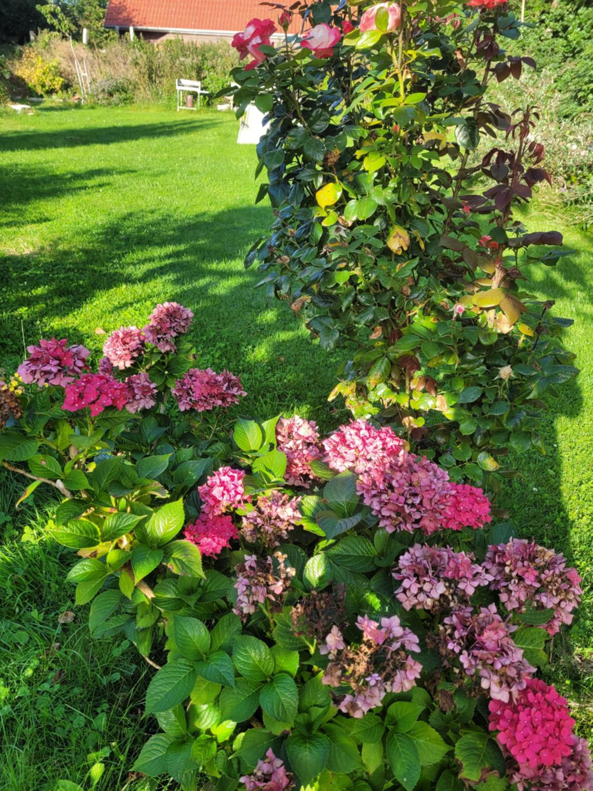 Gulfhof Anelis