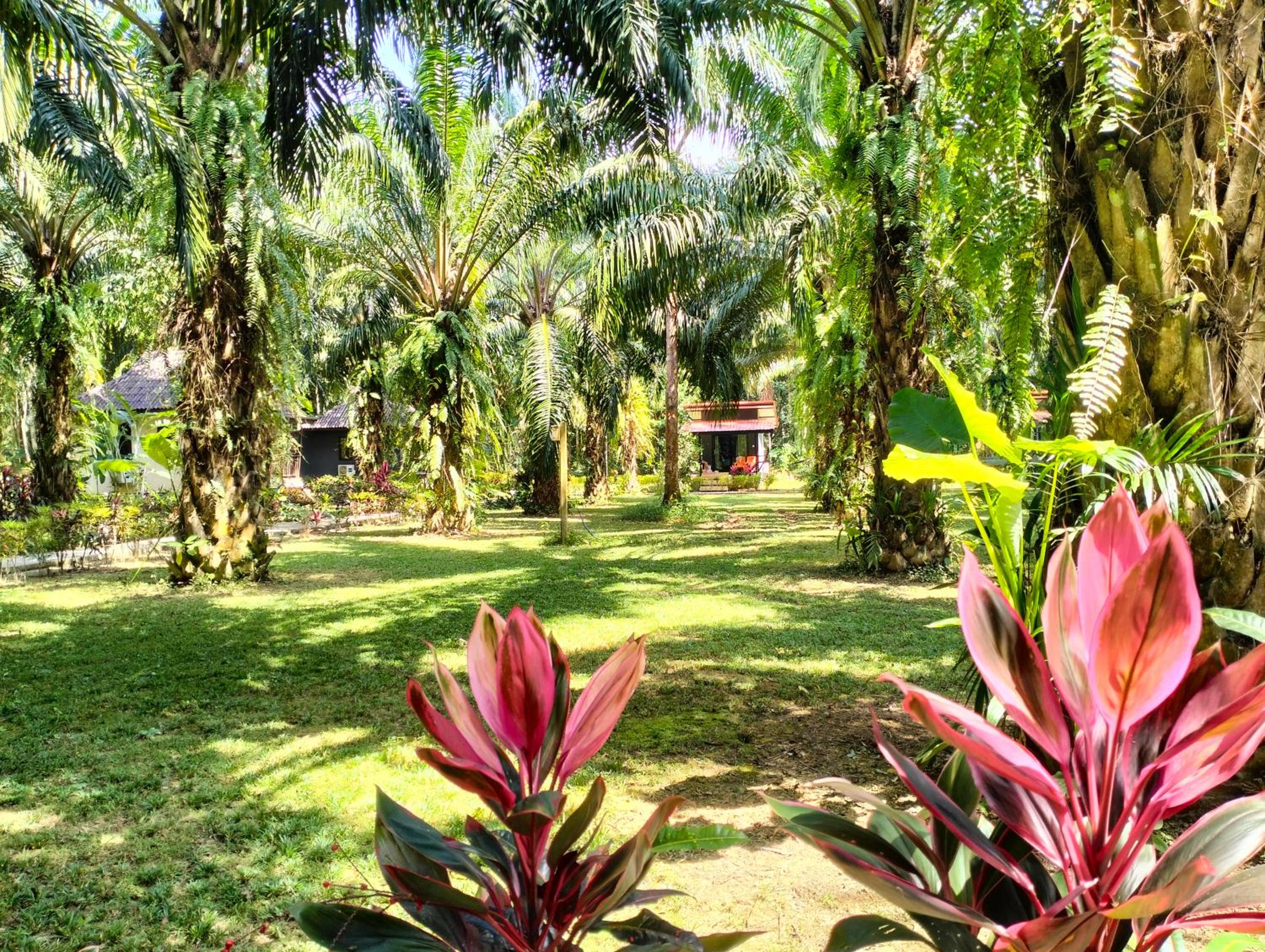 Khao Sok Palm Garden Resort