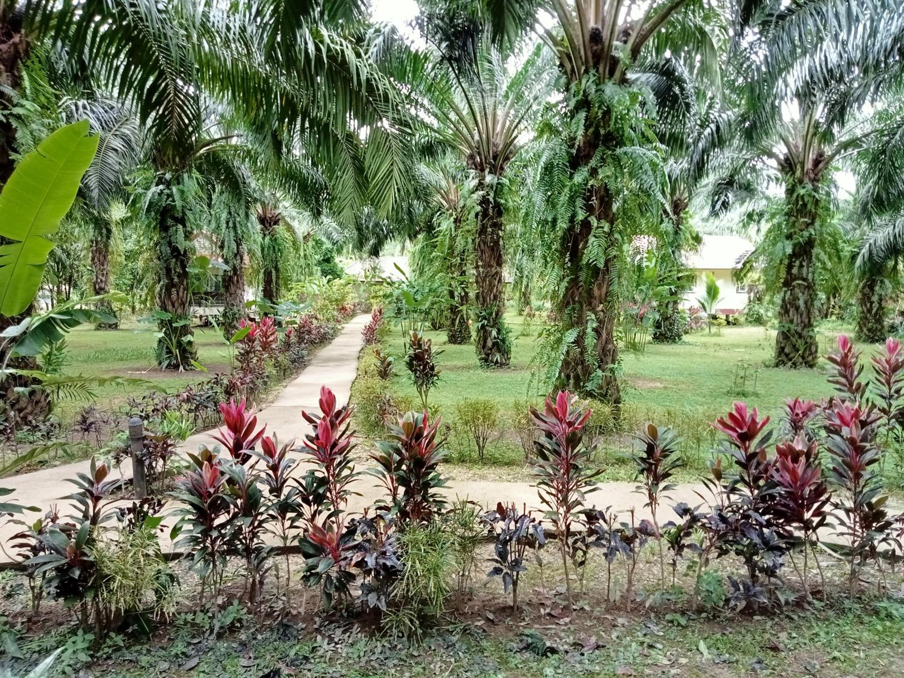 Khao Sok Palm Garden Resort