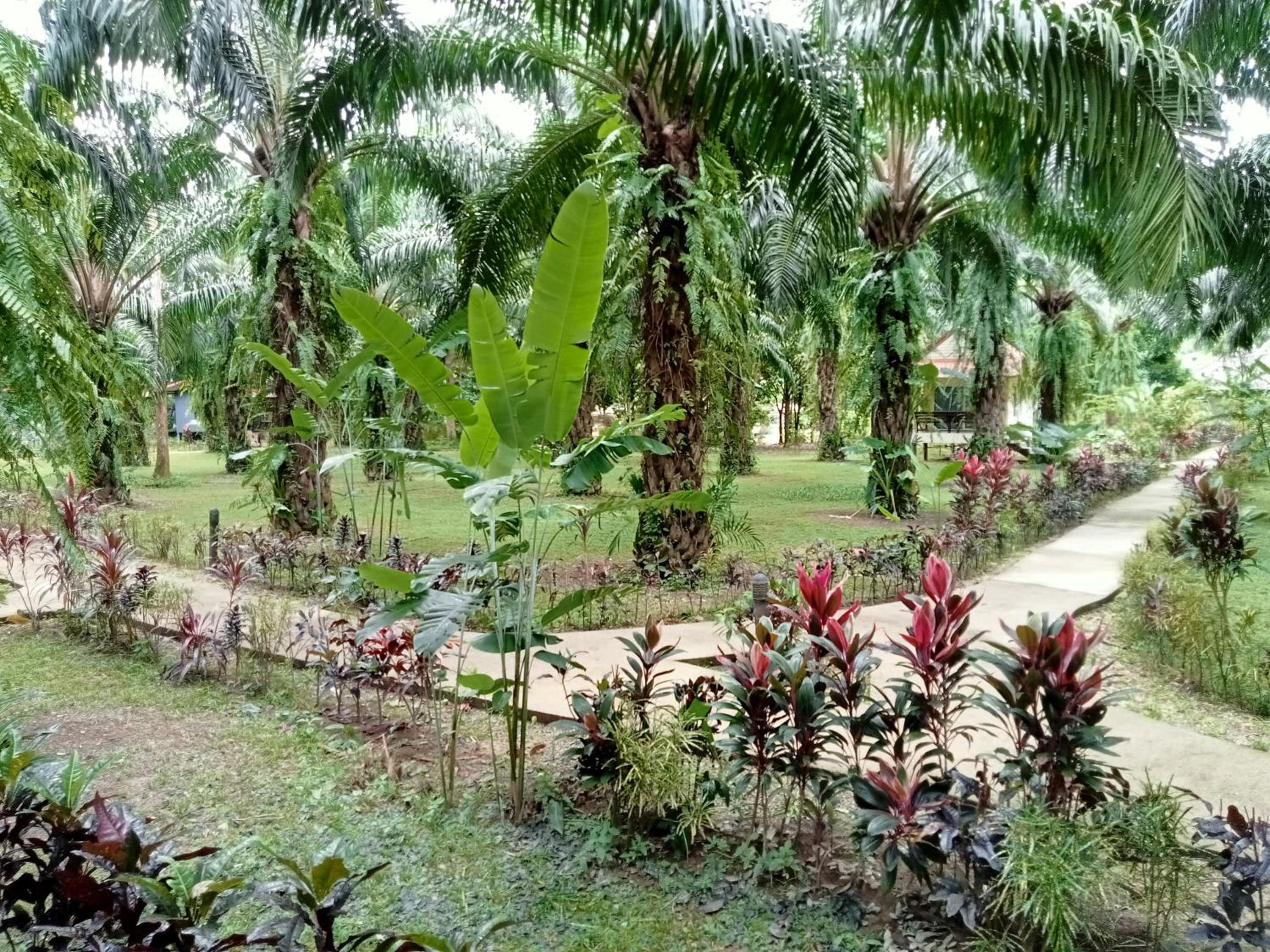Khao Sok Palm Garden Resort