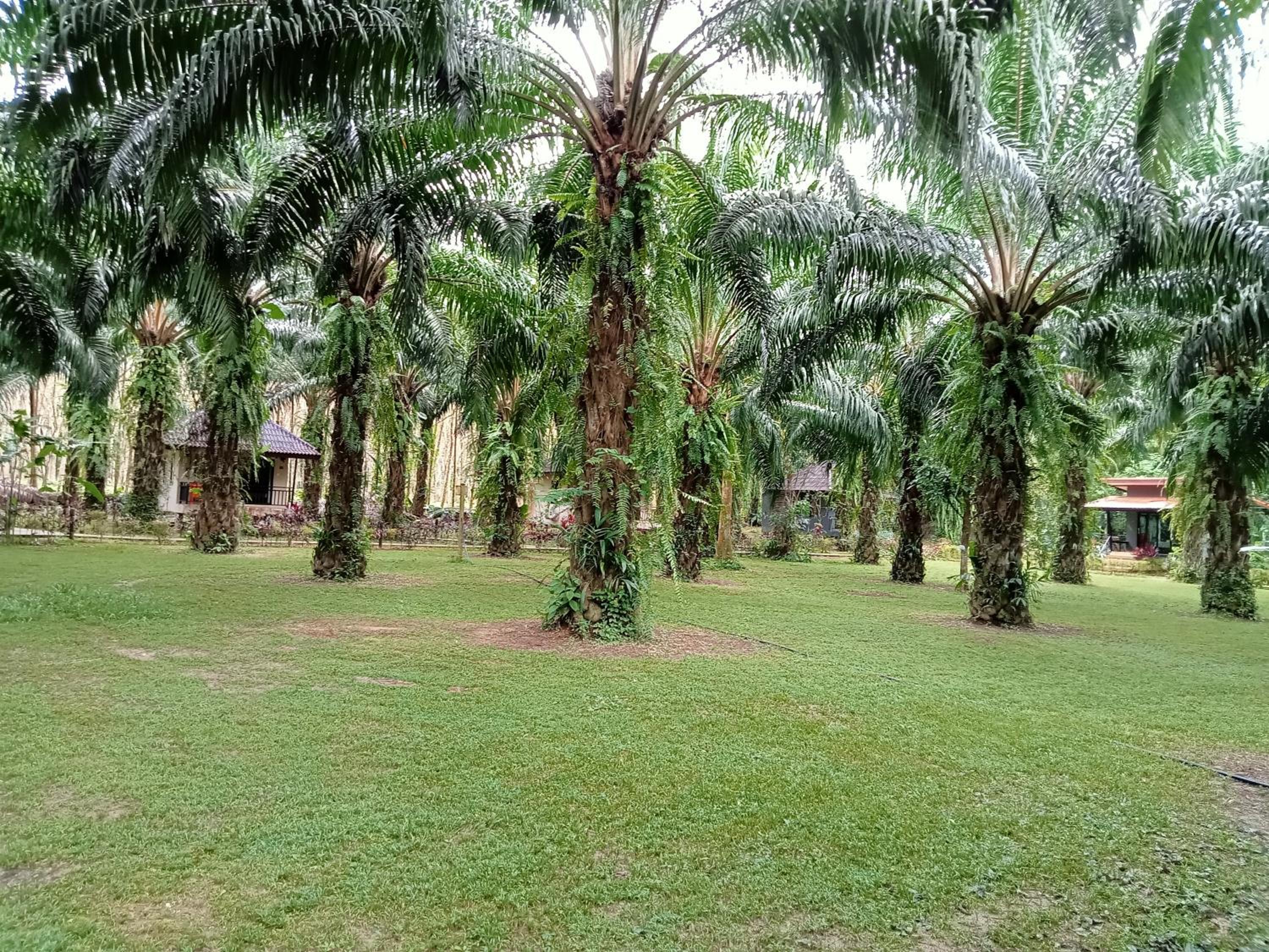 Khao Sok Palm Garden Resort