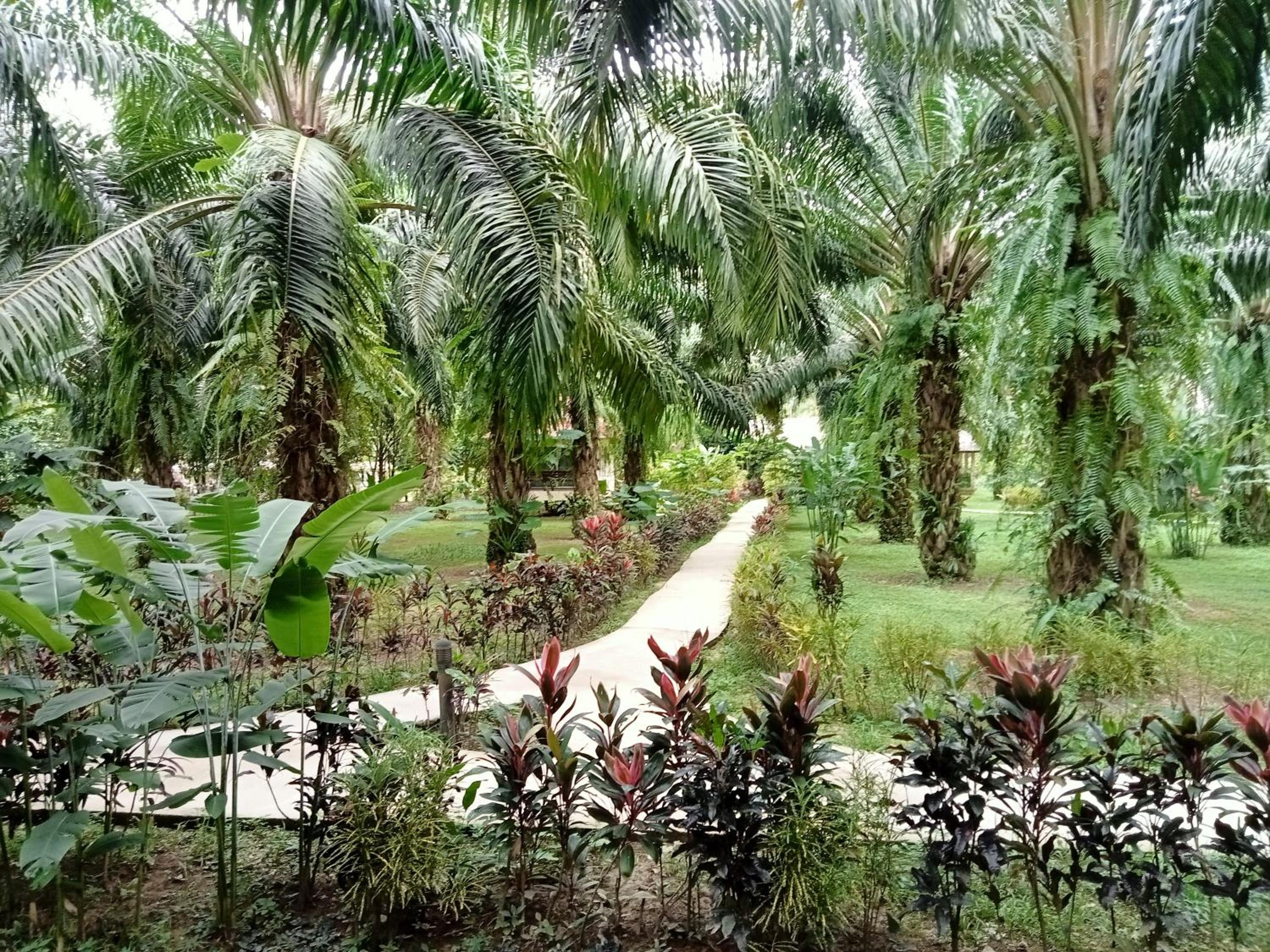 Khao Sok Palm Garden Resort