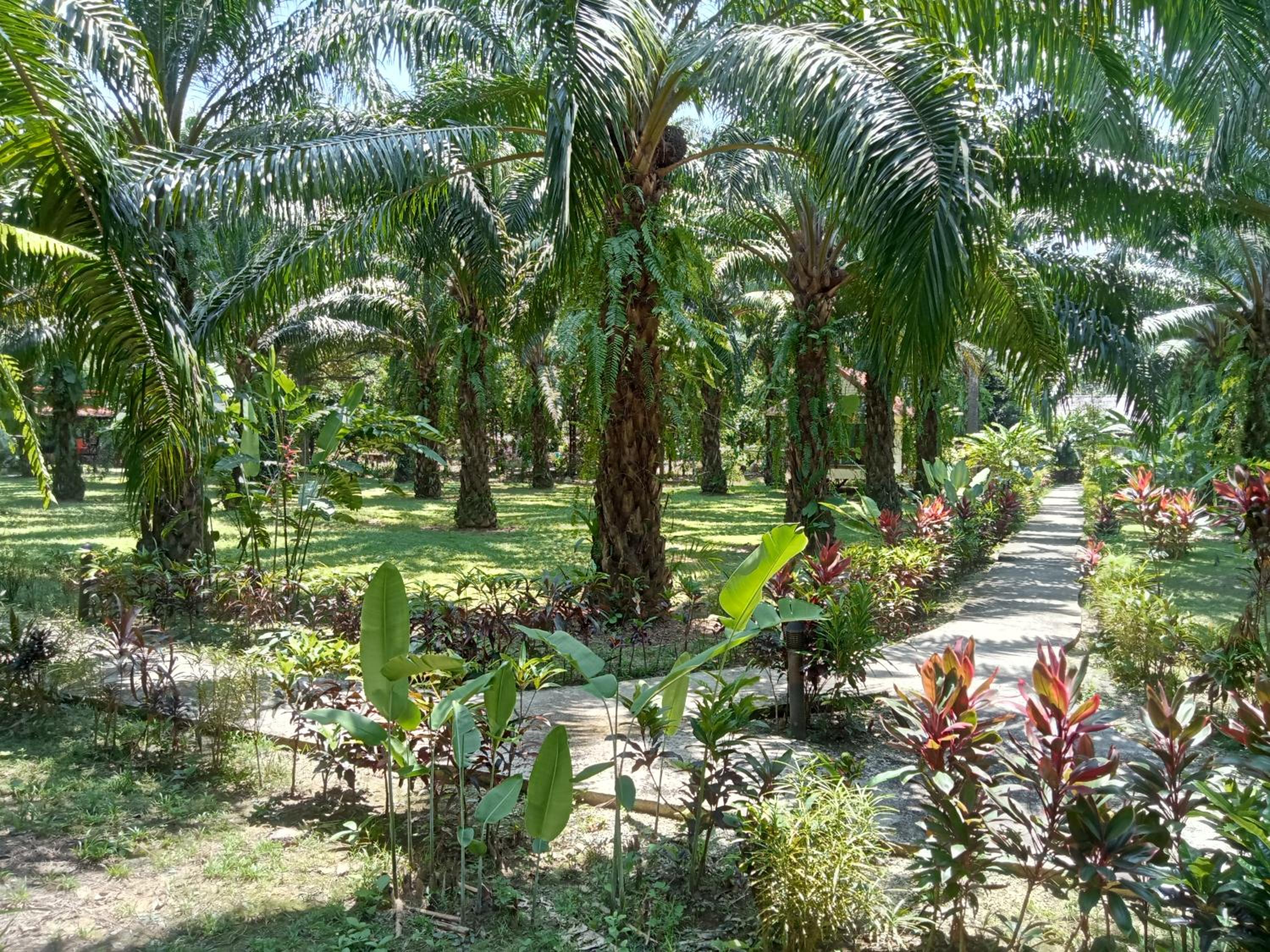 Khao Sok Palm Garden Resort