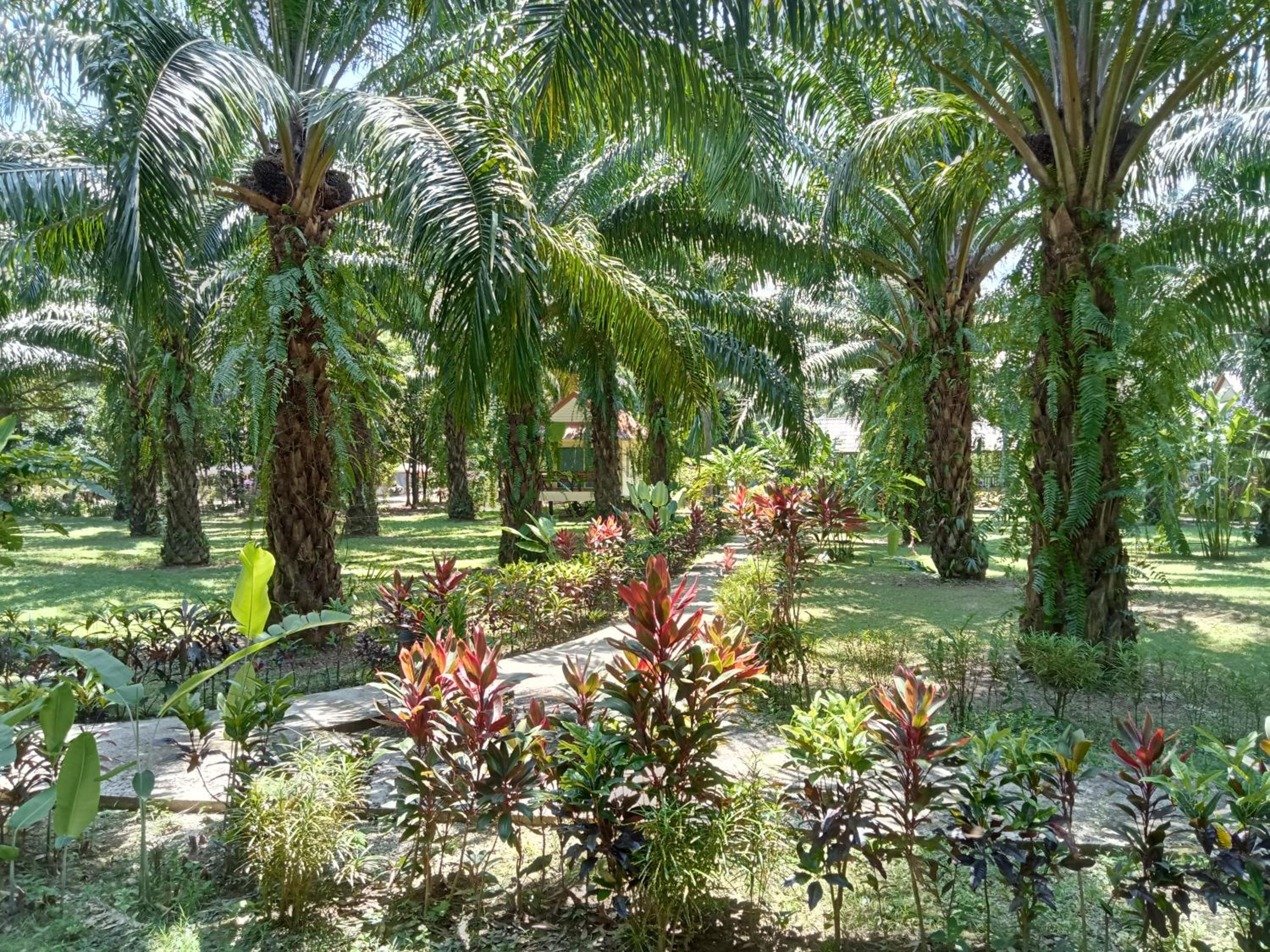Khao Sok Palm Garden Resort
