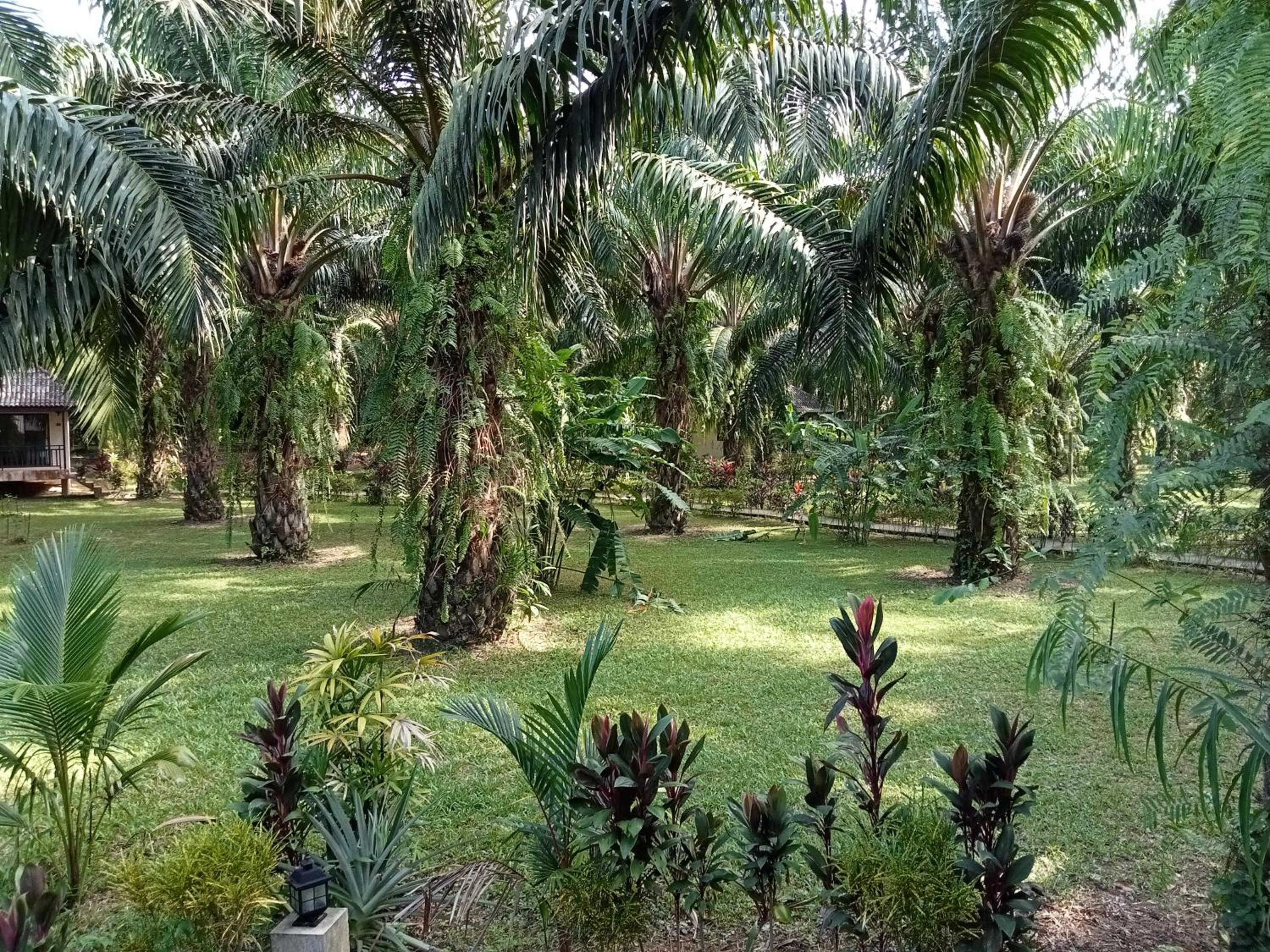 Khao Sok Palm Garden Resort