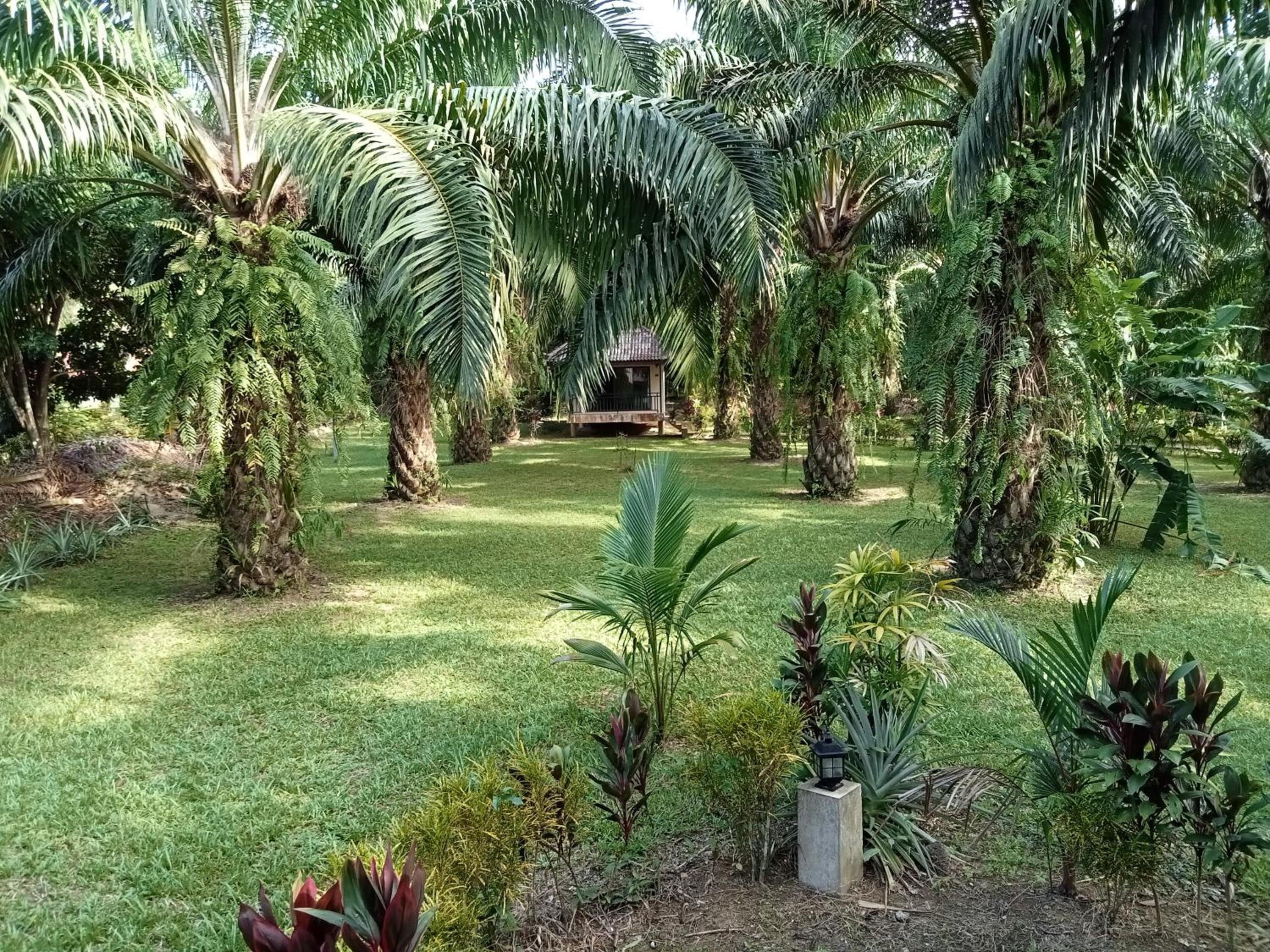 Khao Sok Palm Garden Resort