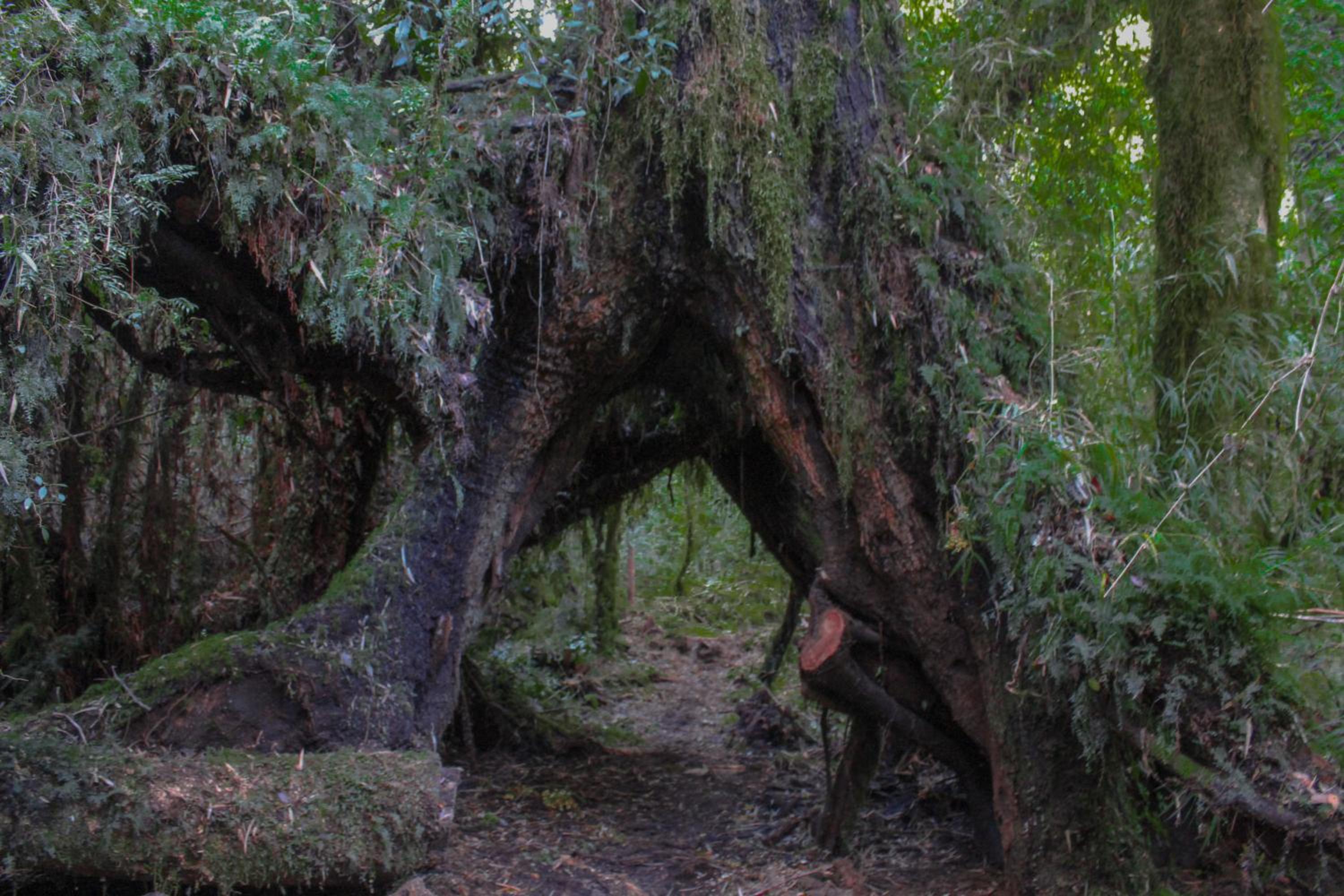 Lodge Parque Tepuhueico