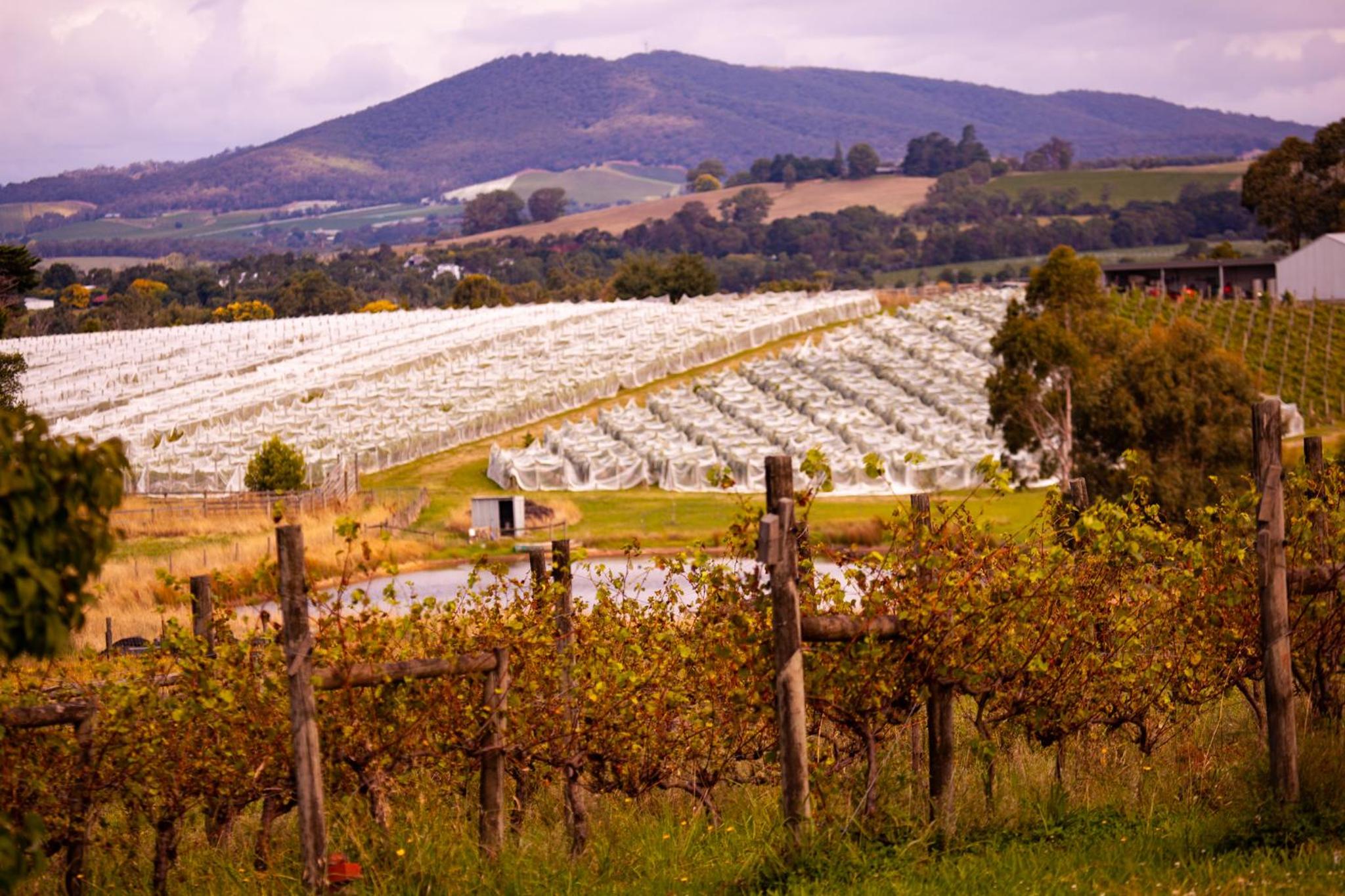 Rose Cottage Yarra Glen