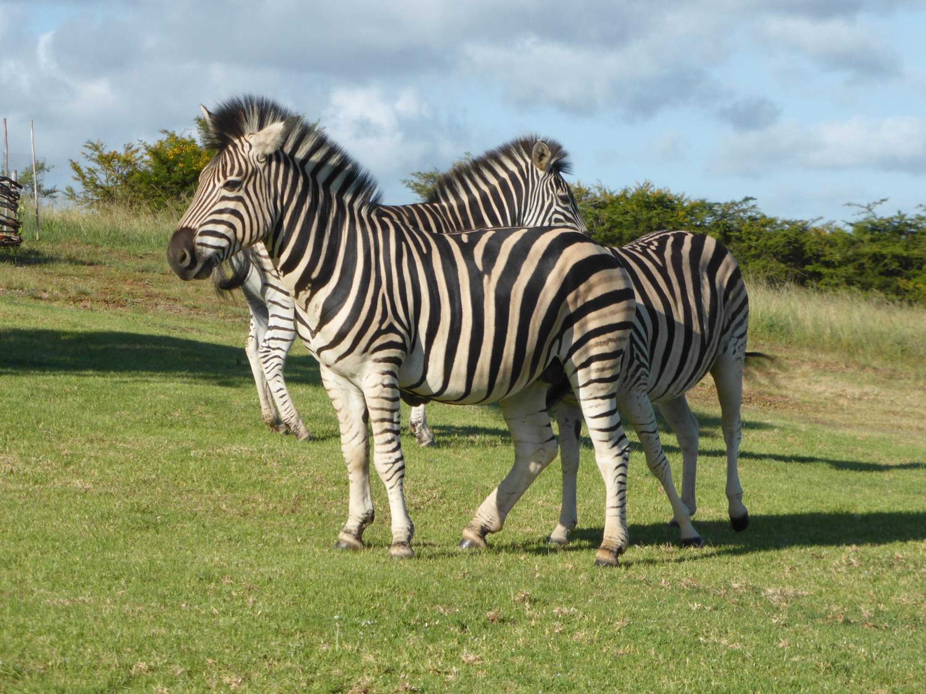Jbay Zebra Lodge