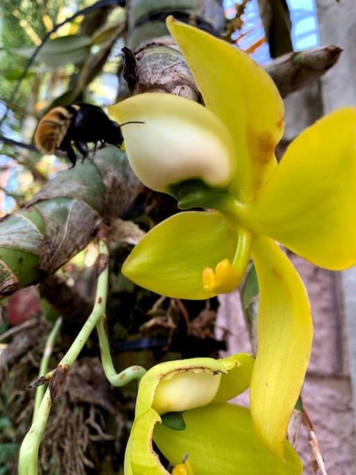 Tropical Bee Garden Holiday Houses