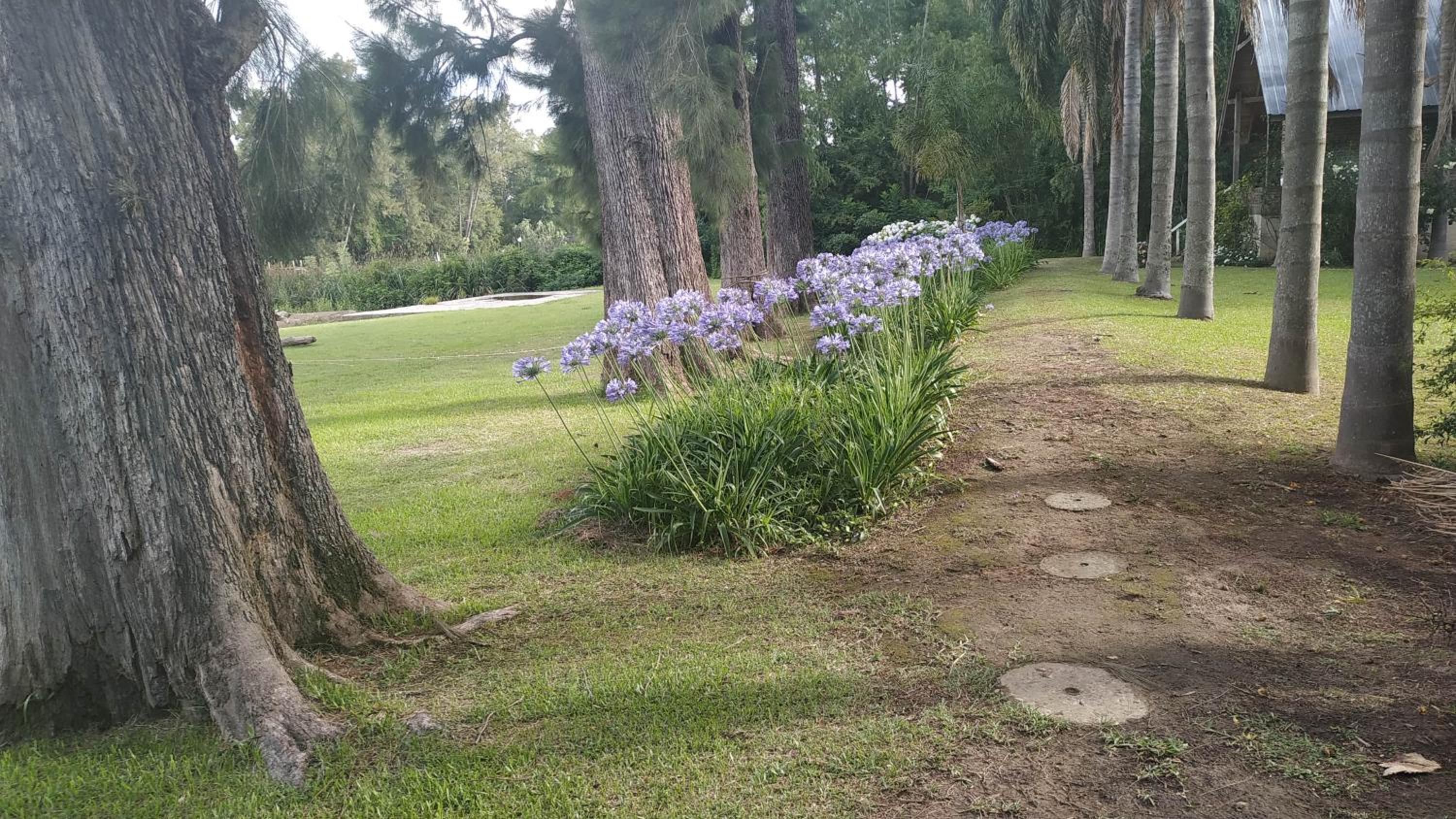 Las Casuarinas del Rio Capitan