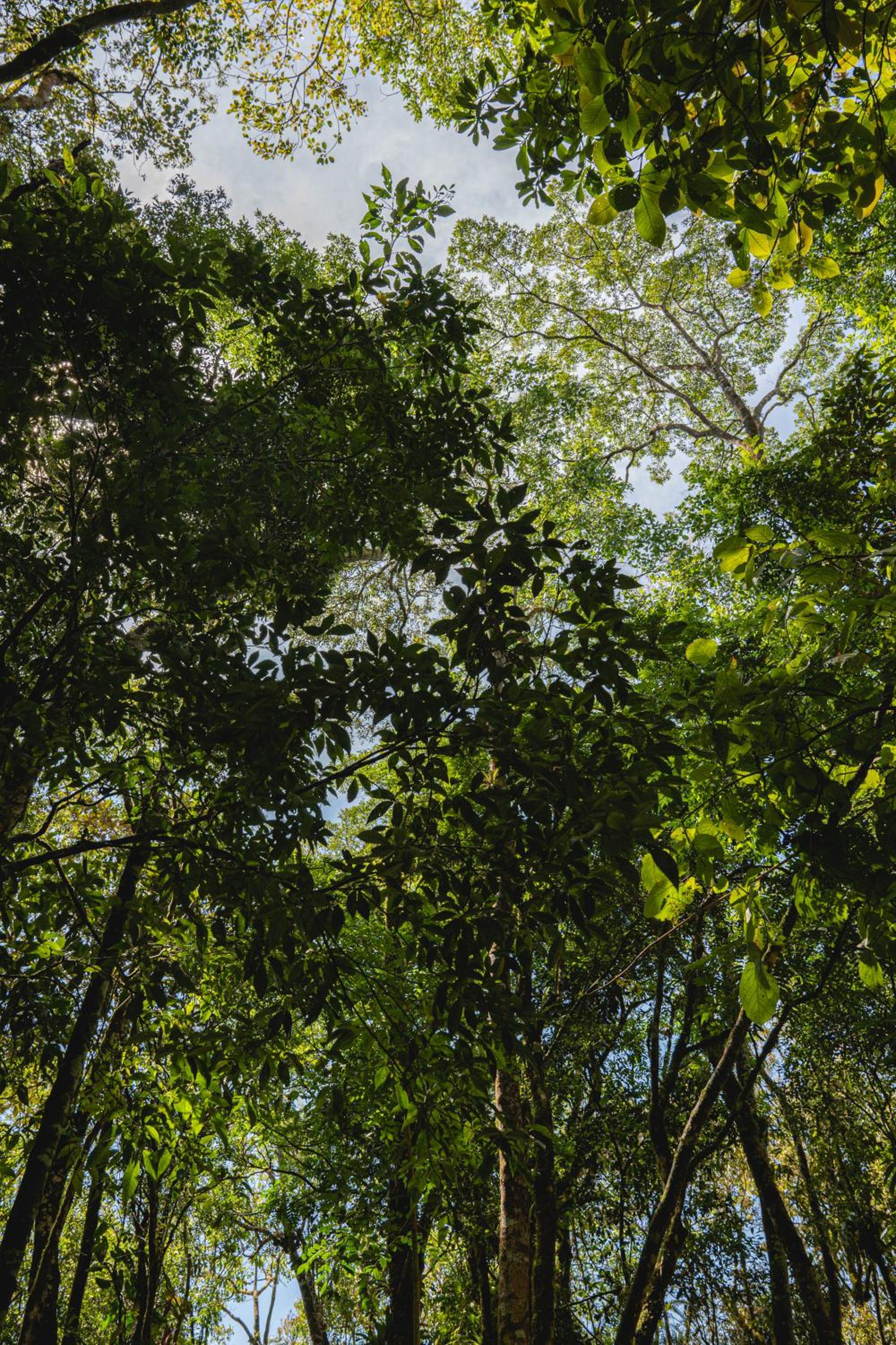 Reserva Mata Grande - Nature Park