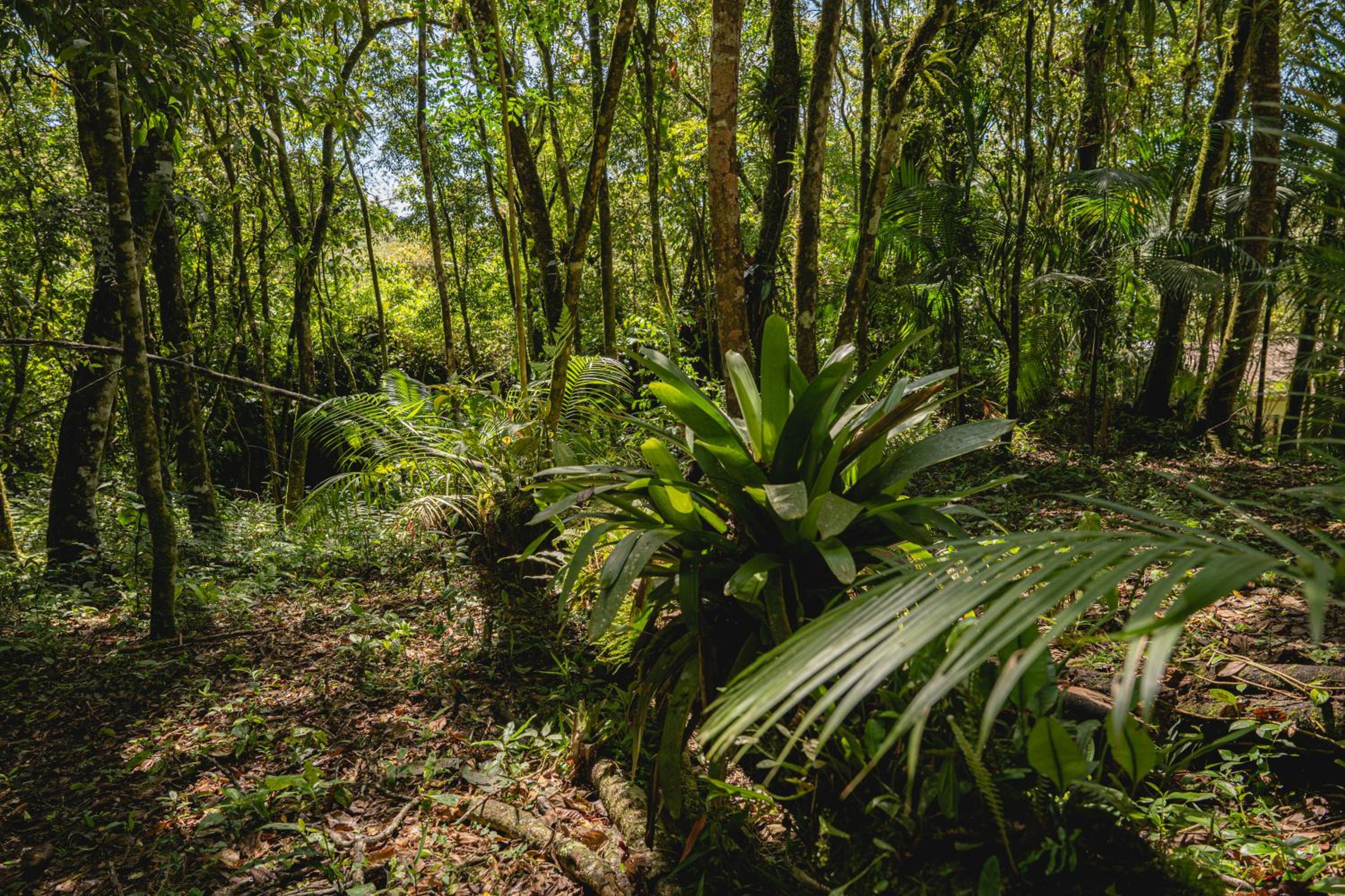 Reserva Mata Grande - Nature Park