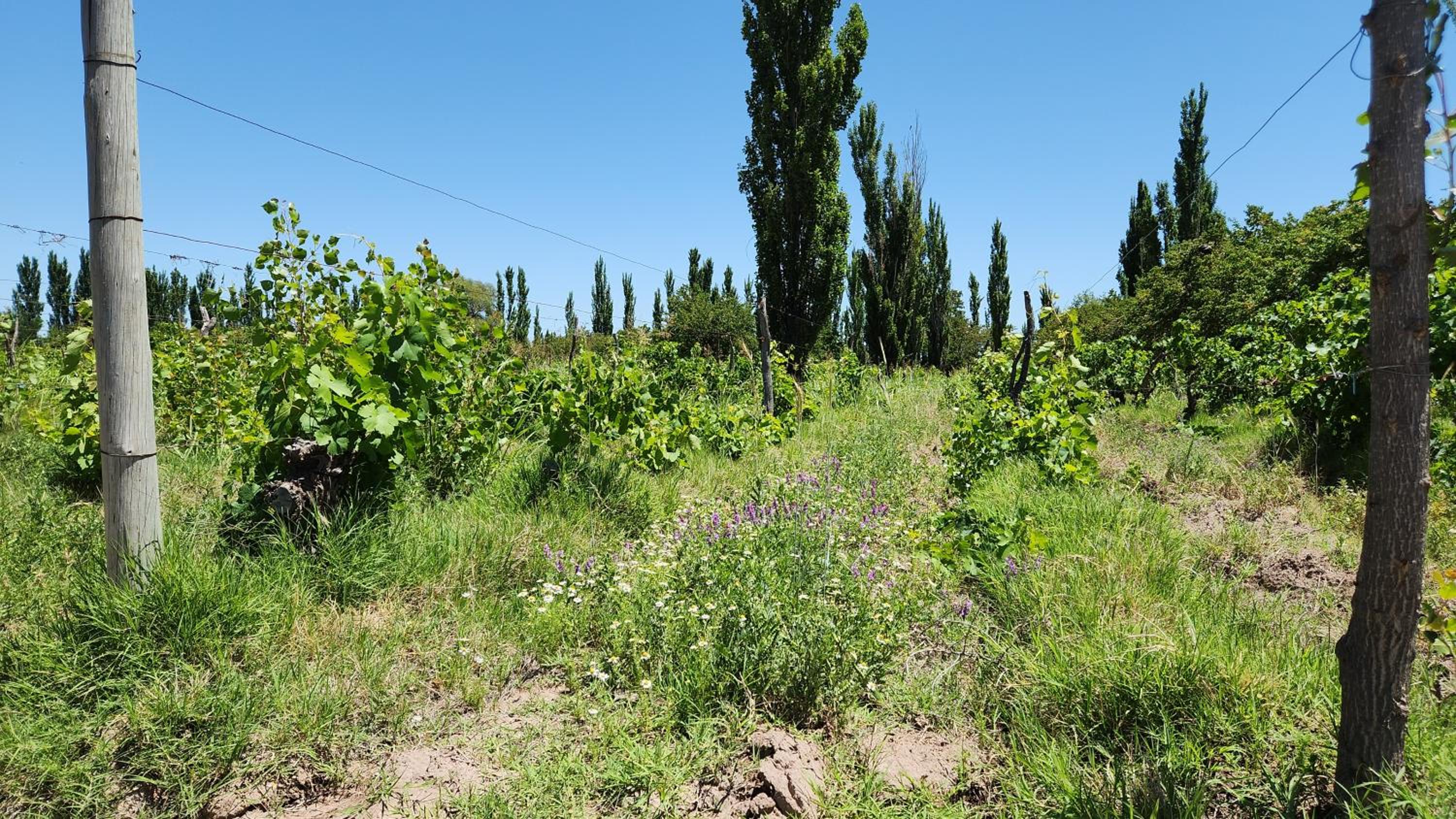 Finca Laurel