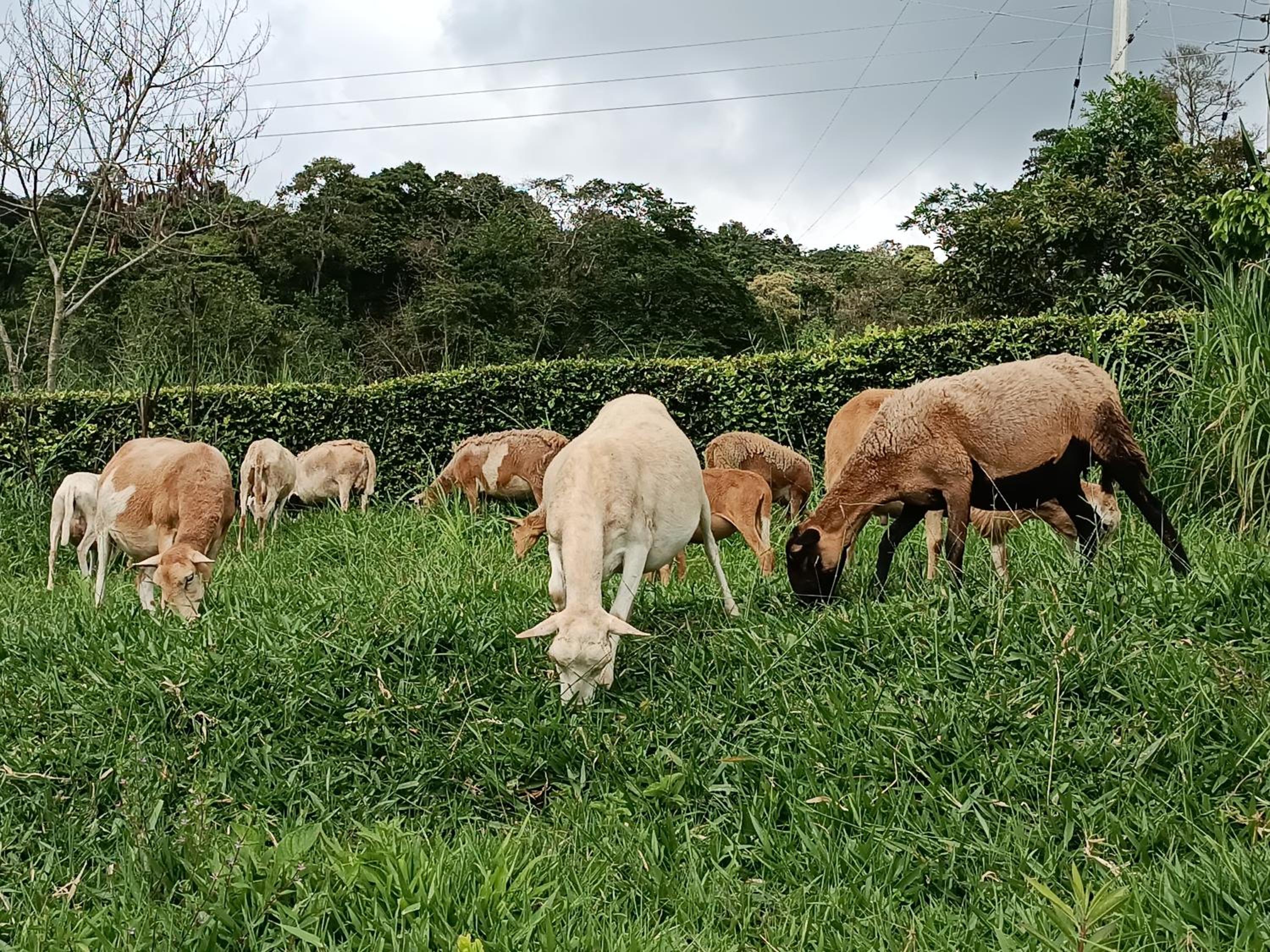 Cabaña independiente en Granja Agroecologica