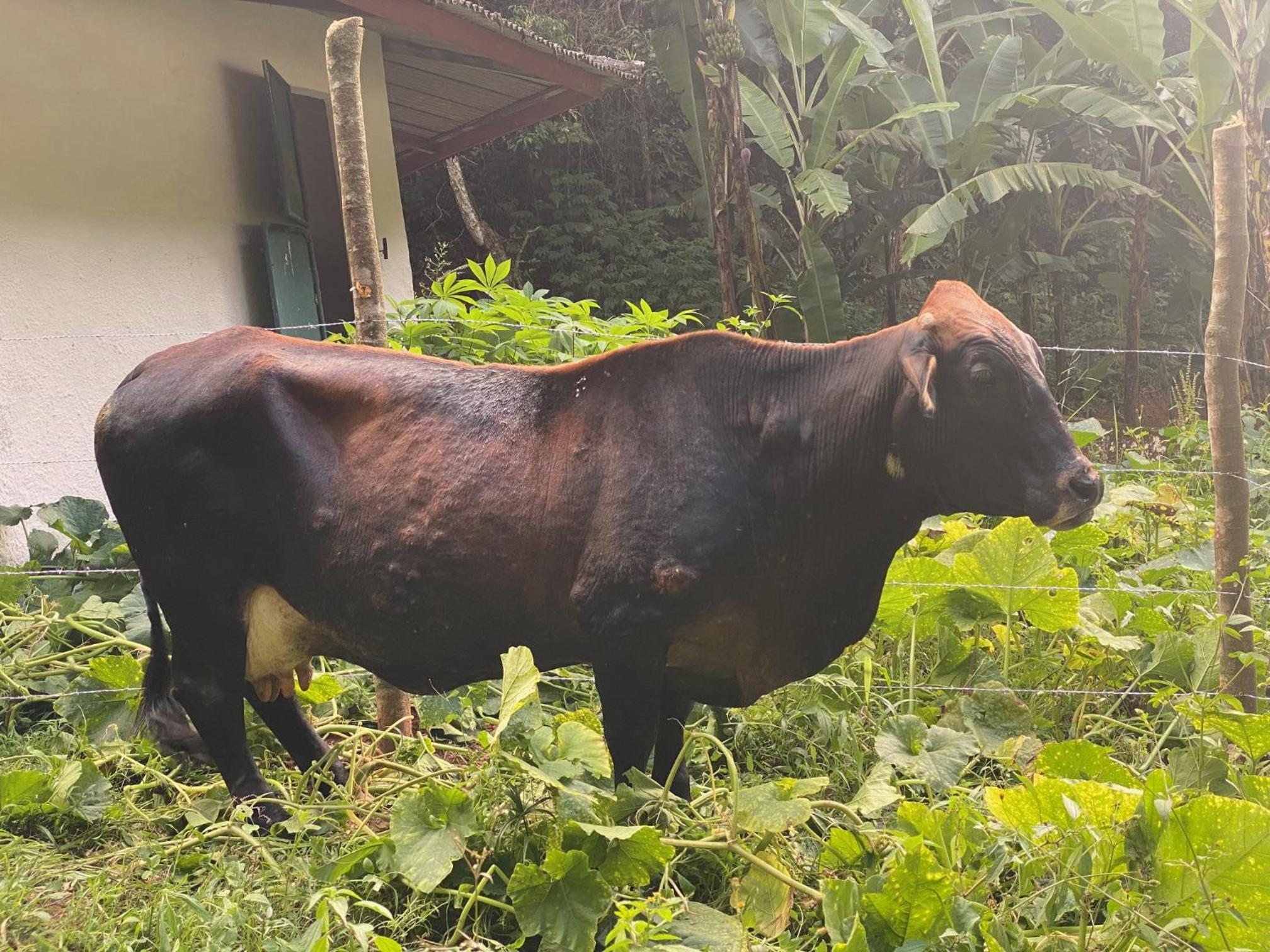 Hotel Fazenda Bonanza