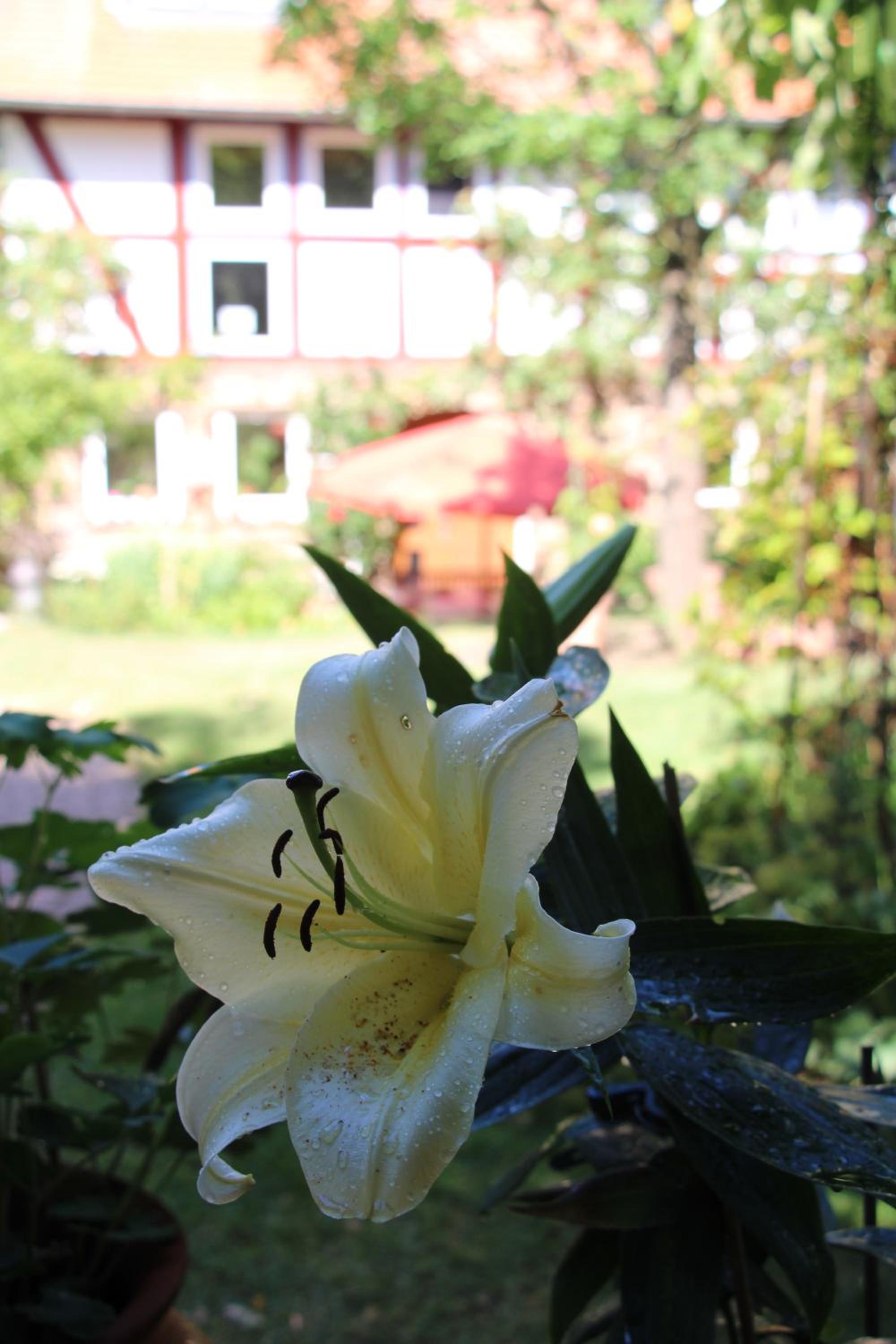 Ferienhaus Burgblick
