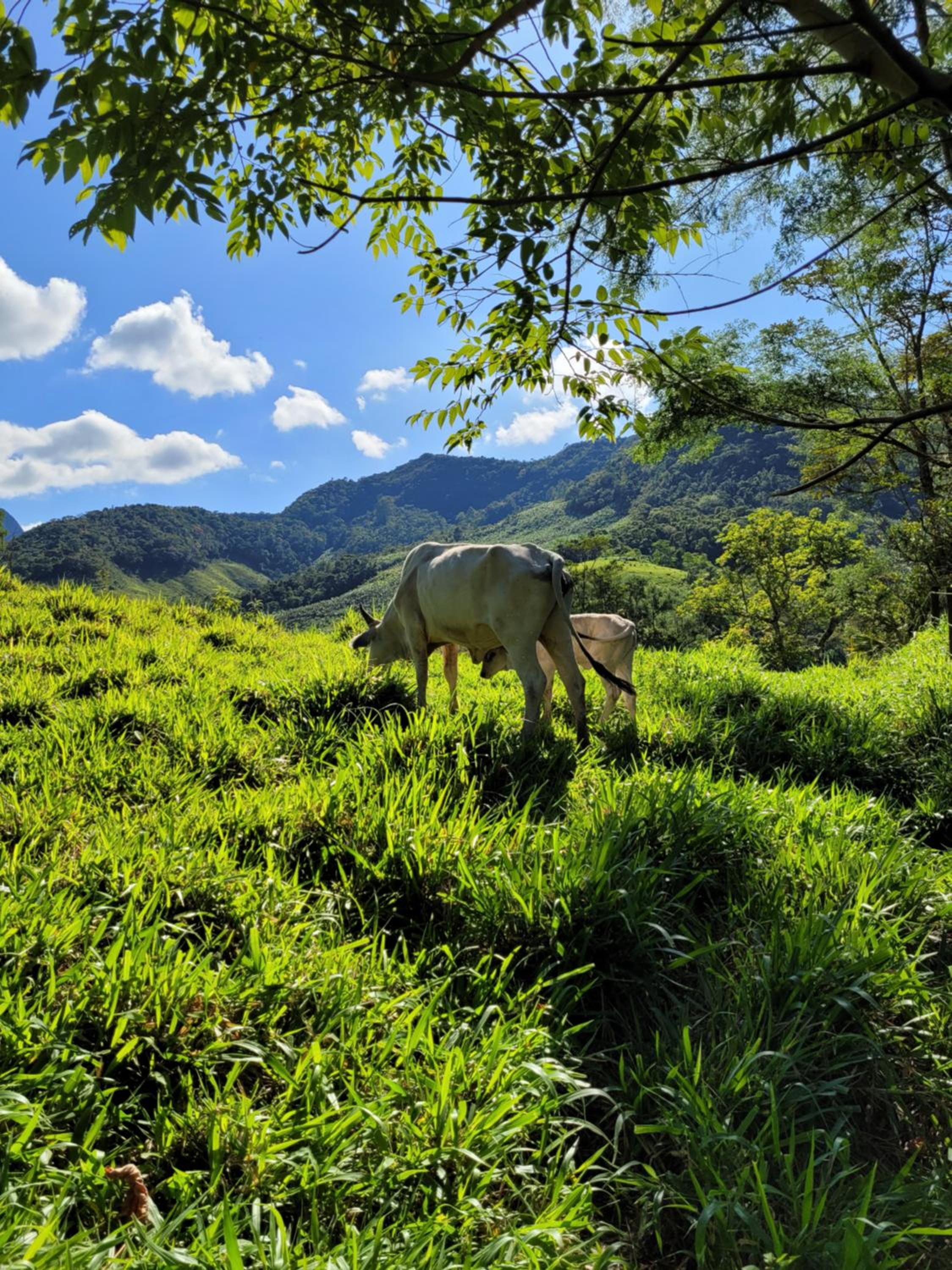 Fazendinha Paraíso