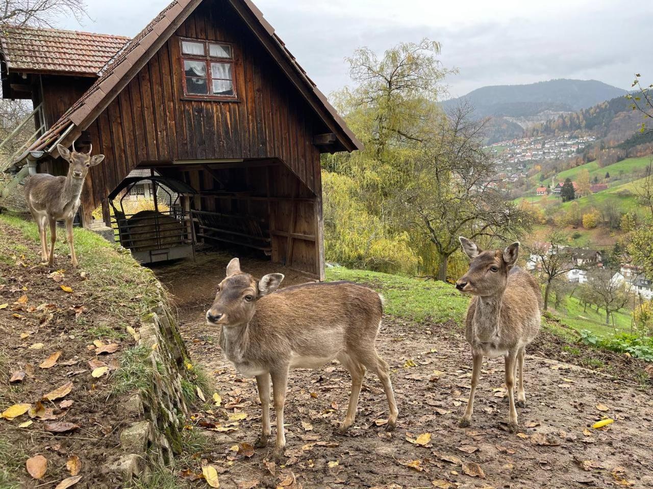 Einzigartiges Apartment, mitten in der Natur