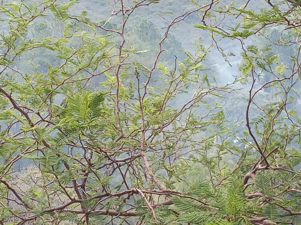 La Guarida