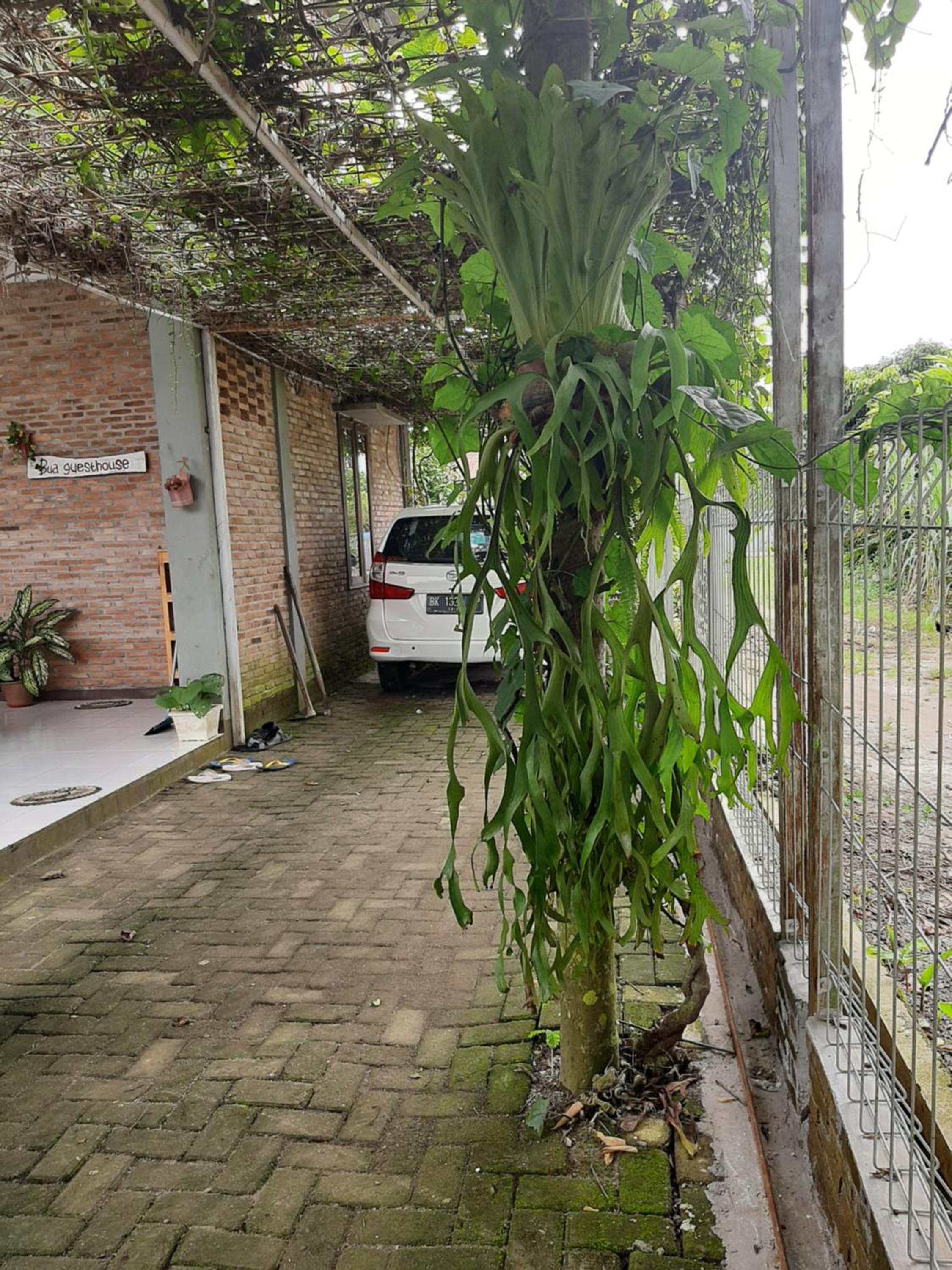 Photo 36