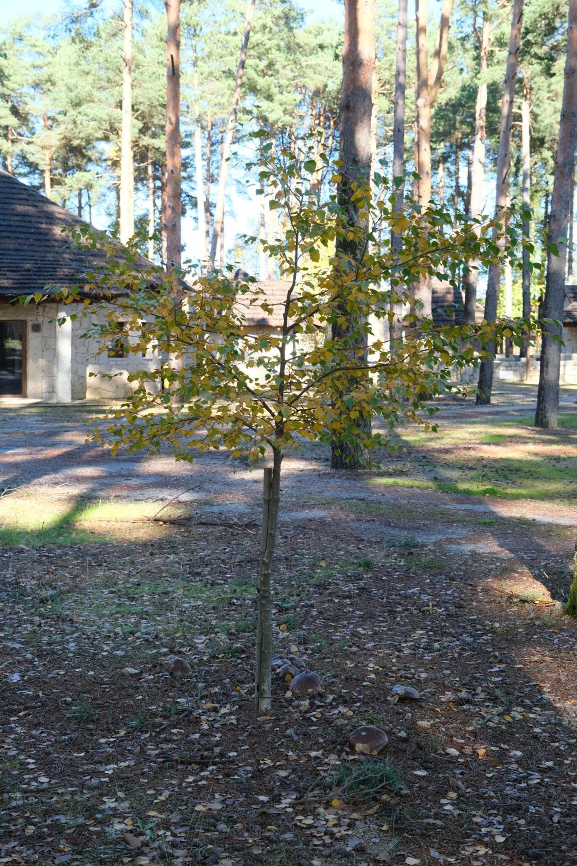 Photo 14
