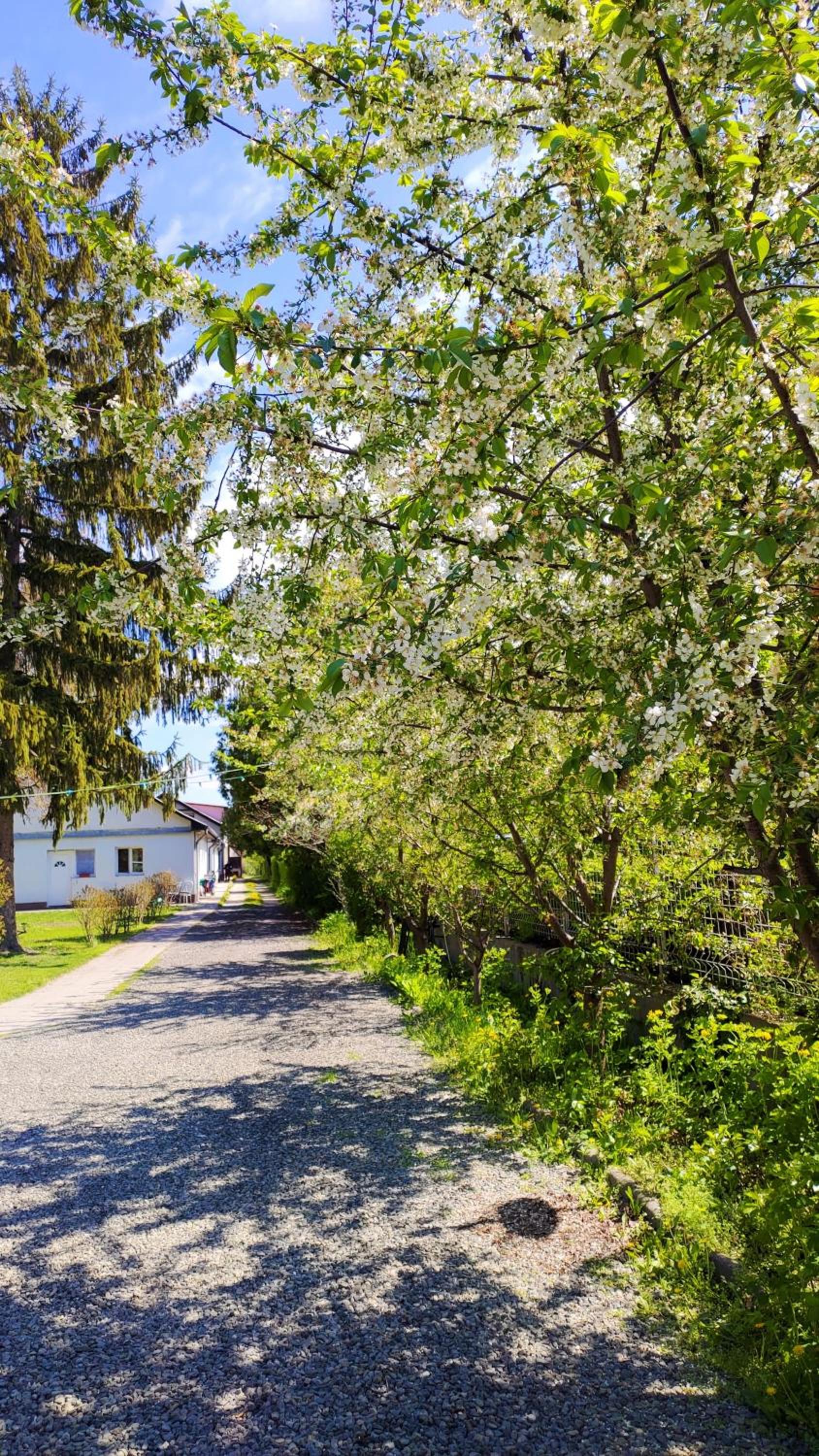 Photo 83