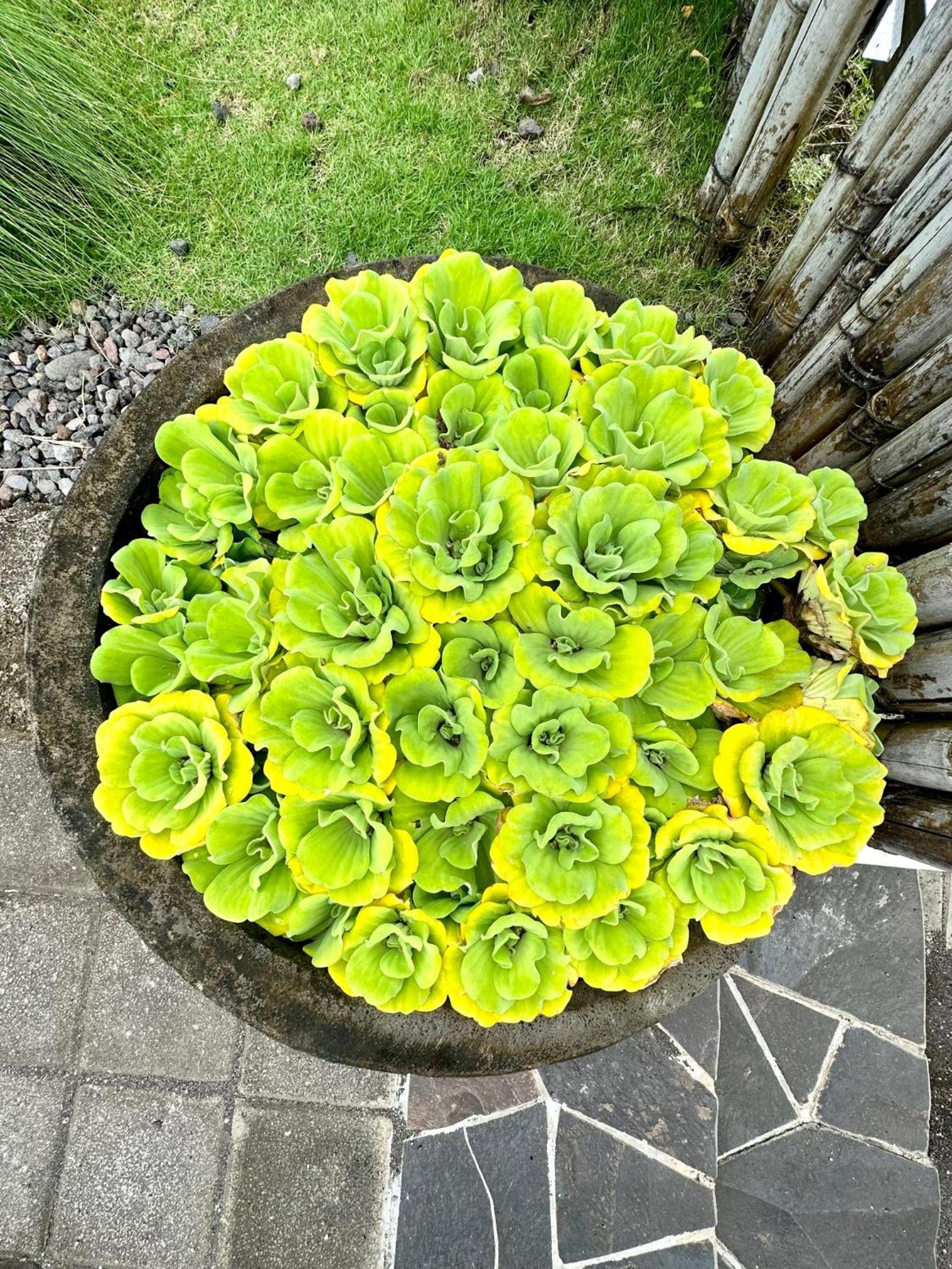 Photo 44