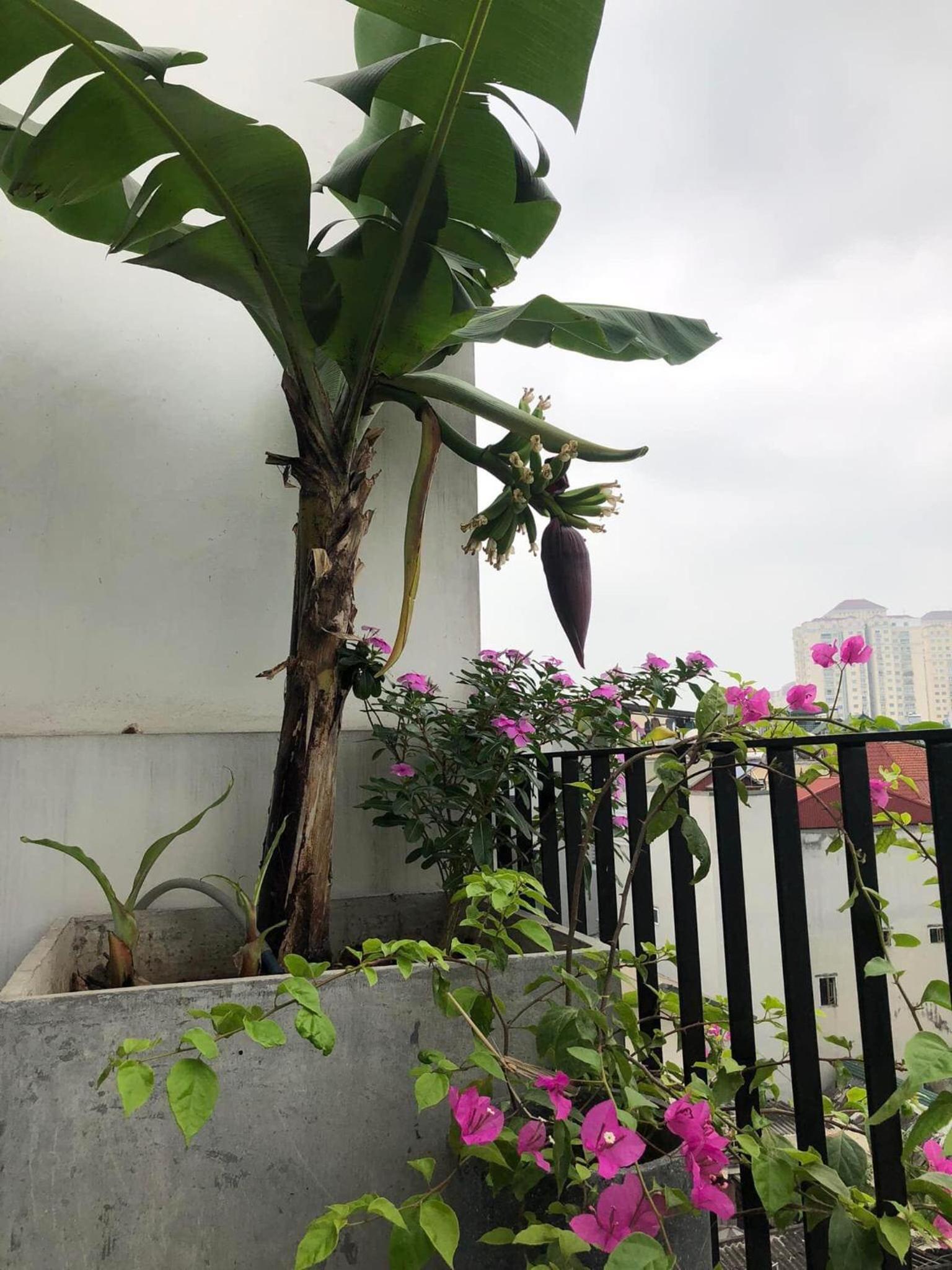 CRIN HOUSE Tây Hồ
