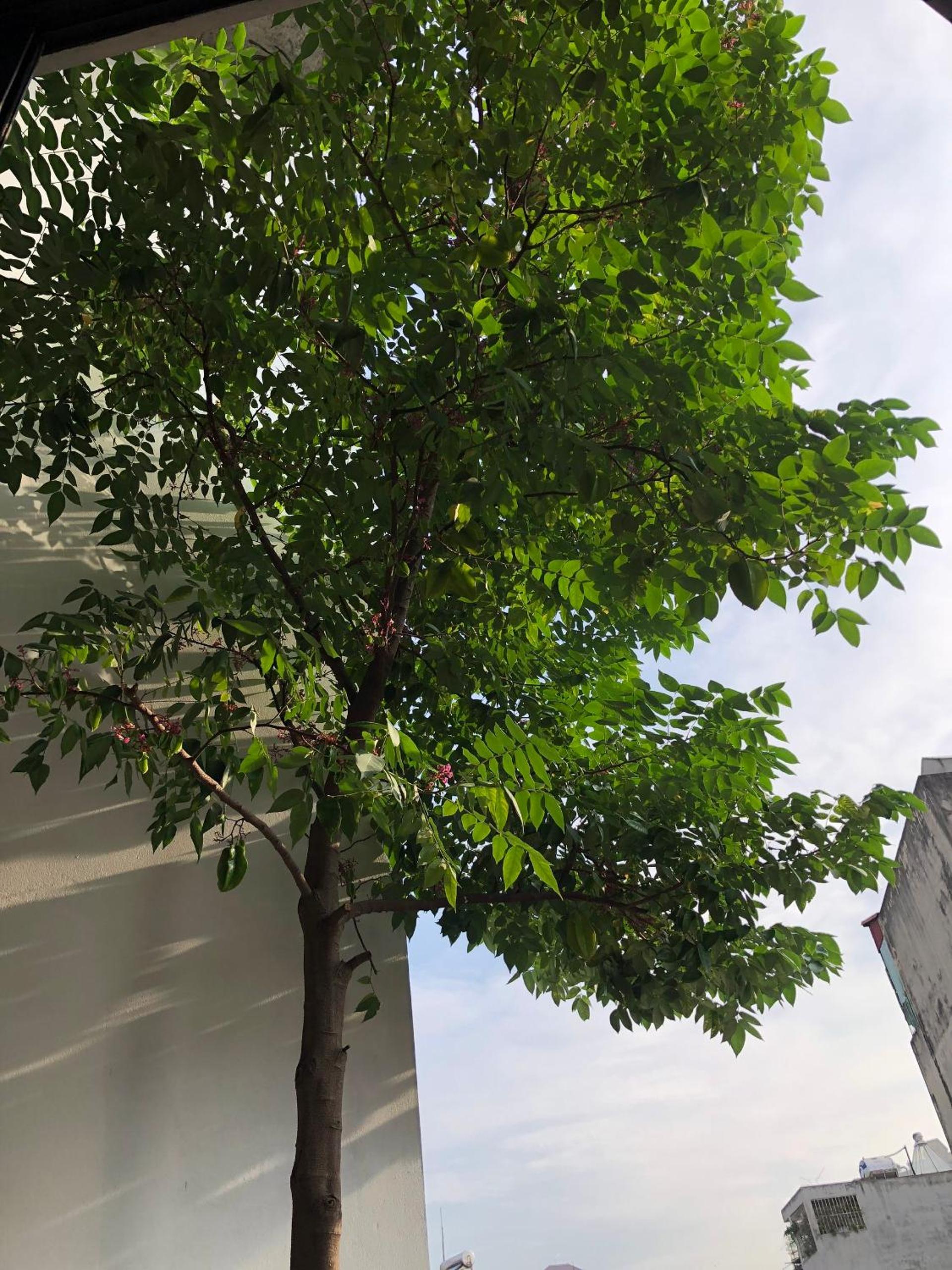 CRIN HOUSE Tây Hồ
