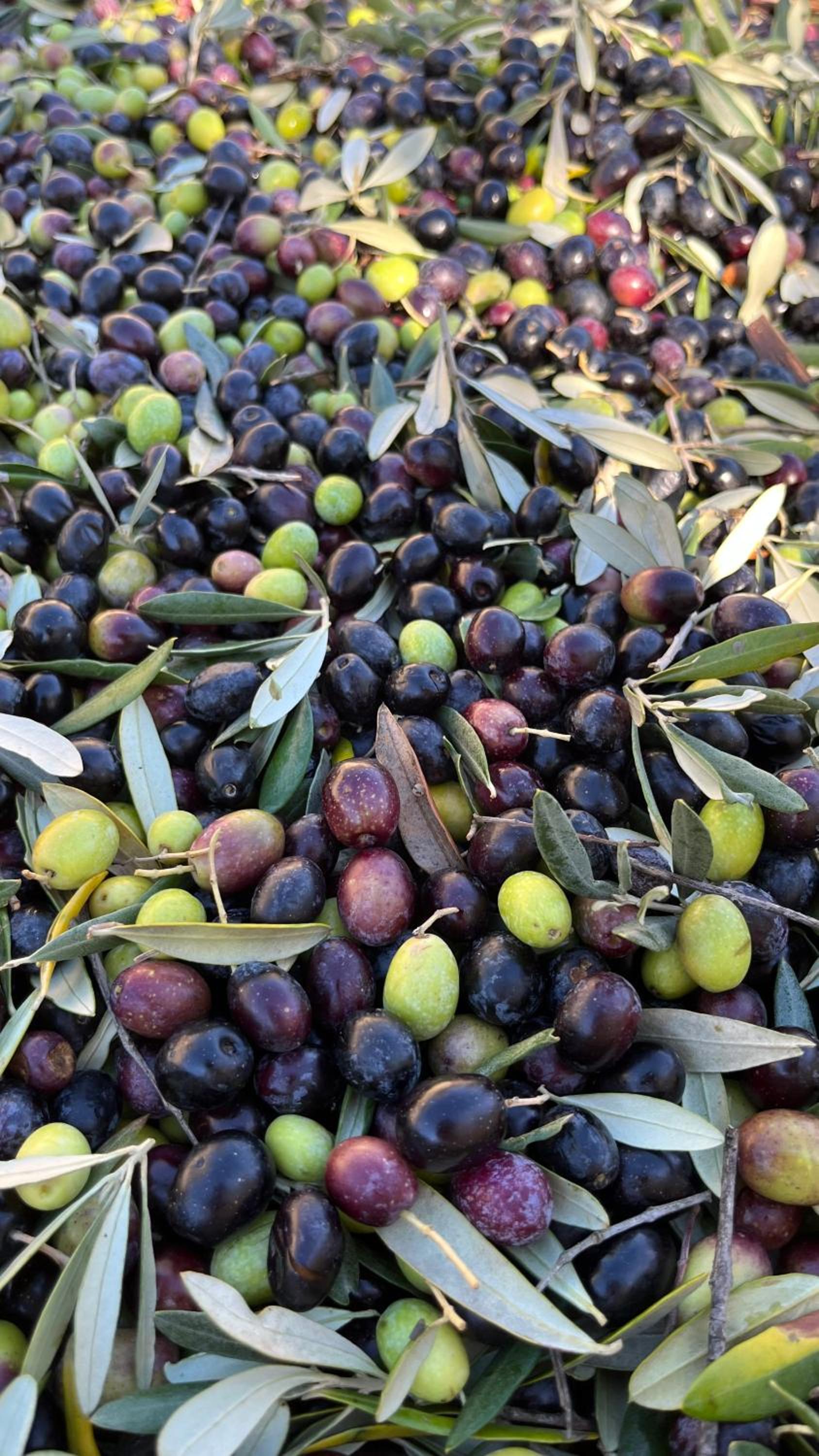 Agriturismo IL VIAIO