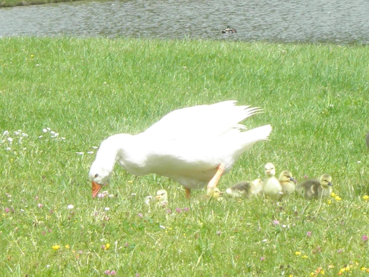 Photo 38