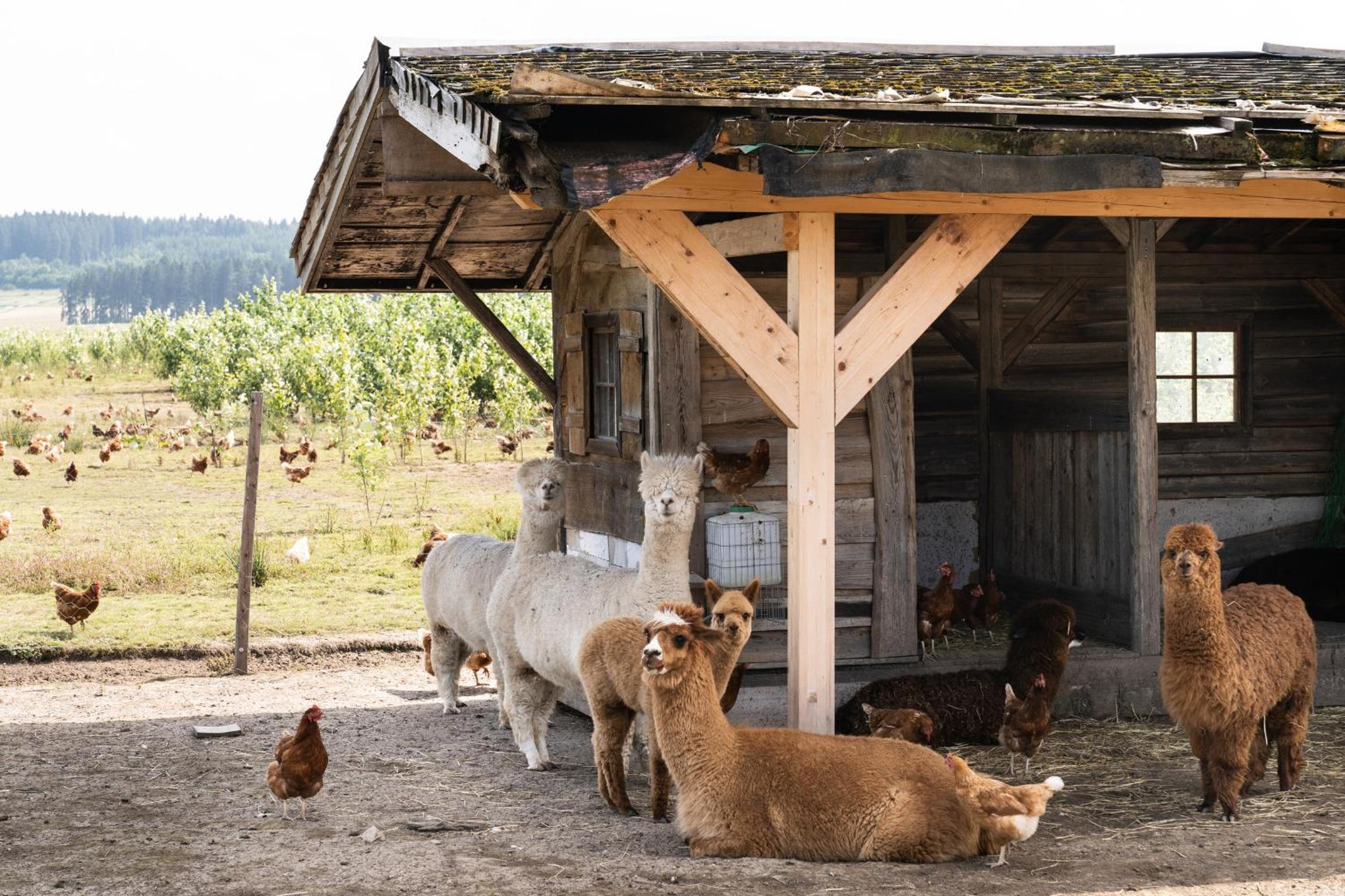 Ferienwohnung Waldblick - a75529