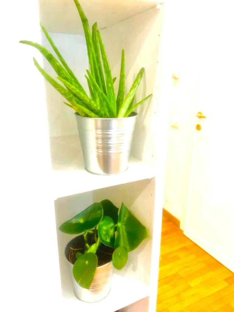 PLANT HOUSE Roma Eur