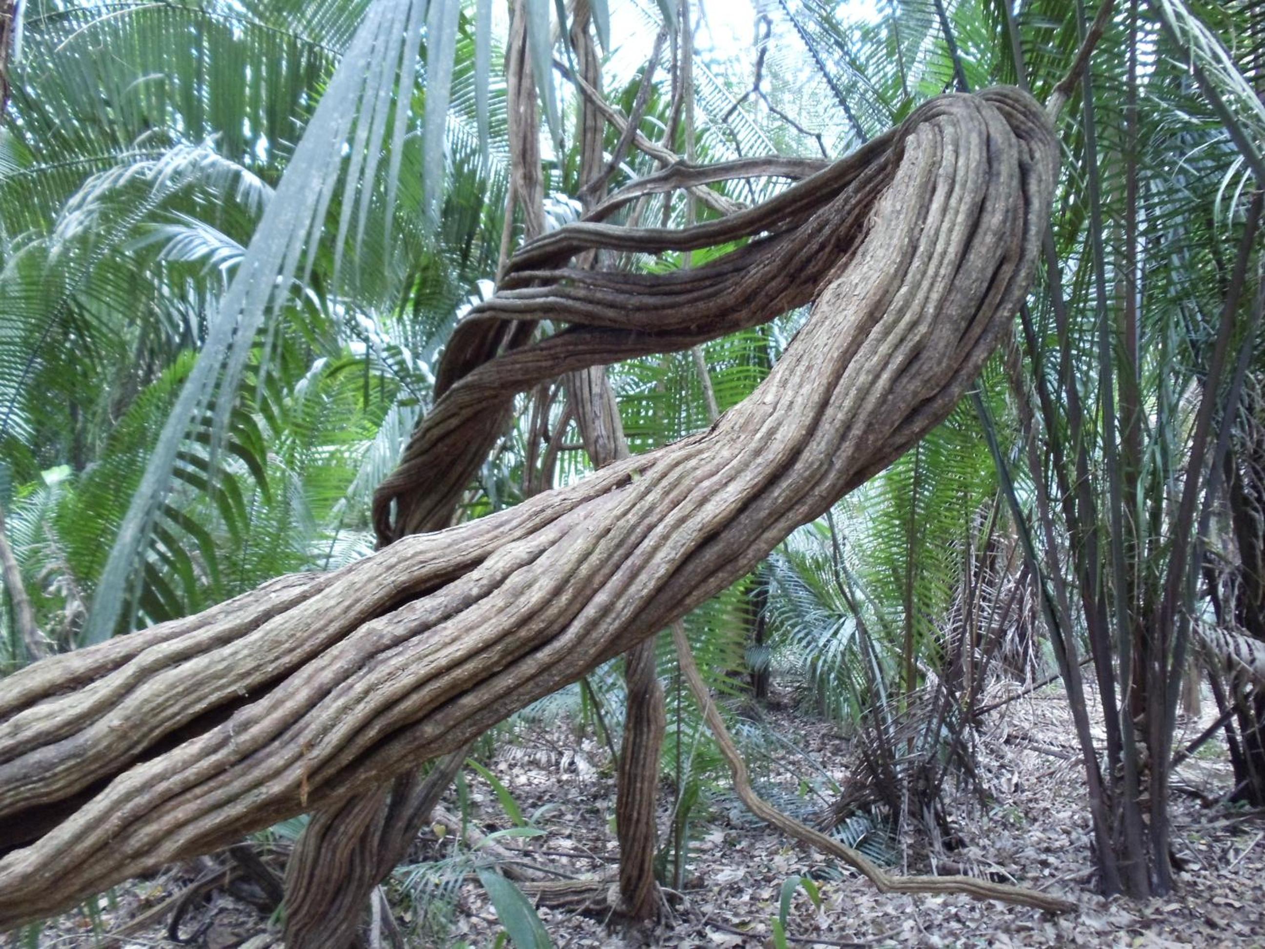 Lower Dover Jungle Lodge & Maya Ruins