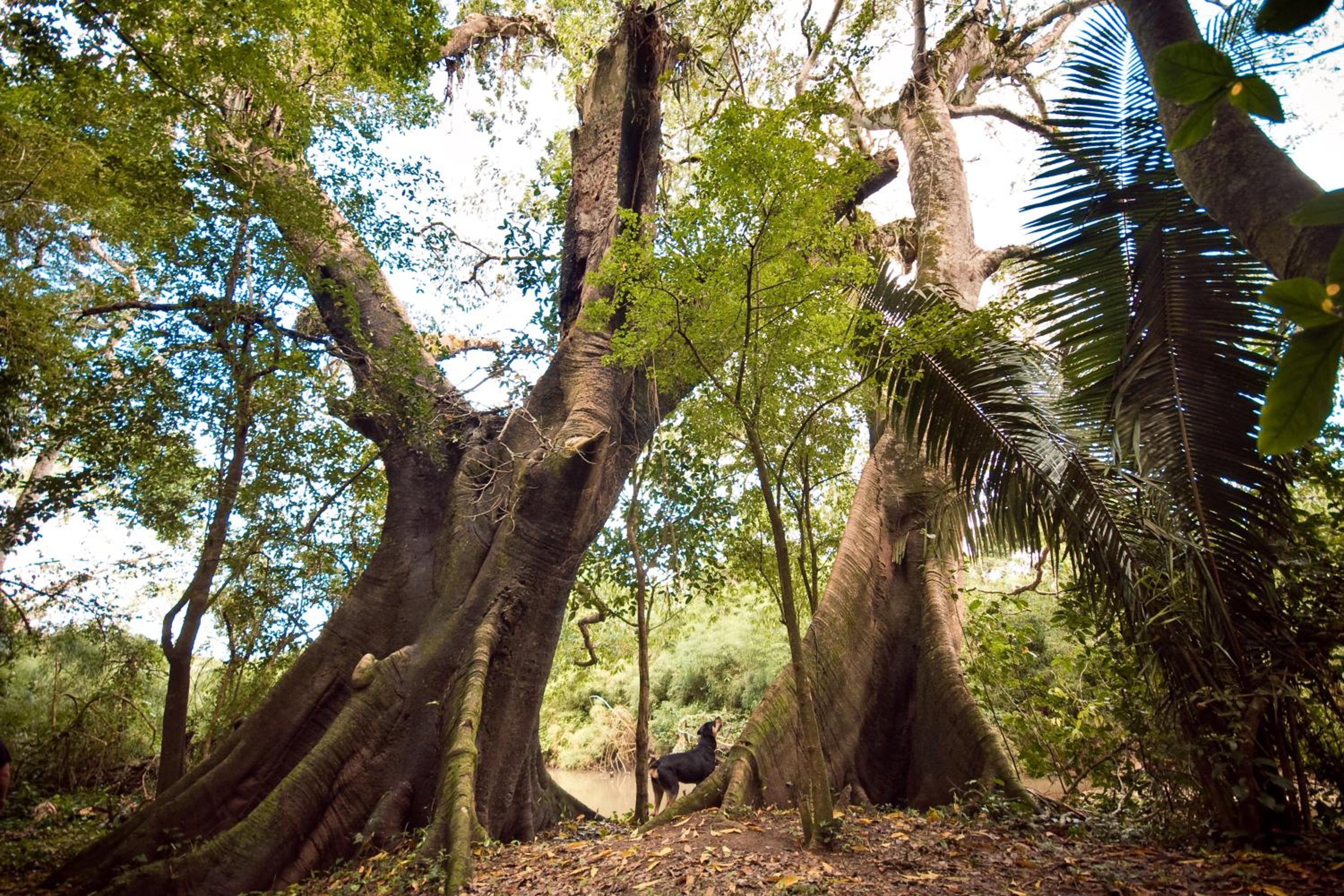 Lower Dover Jungle Lodge & Maya Ruins